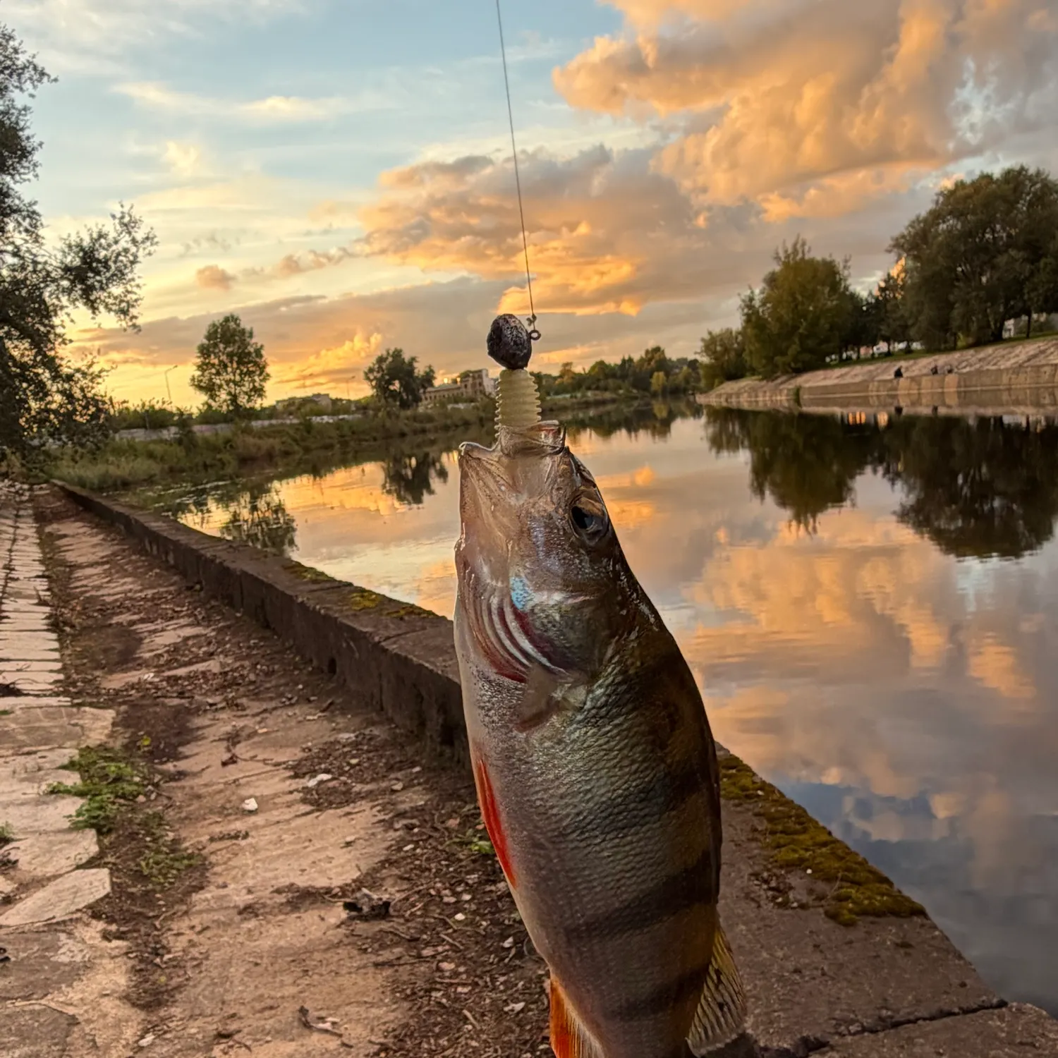 European perch caught on Fishbrain