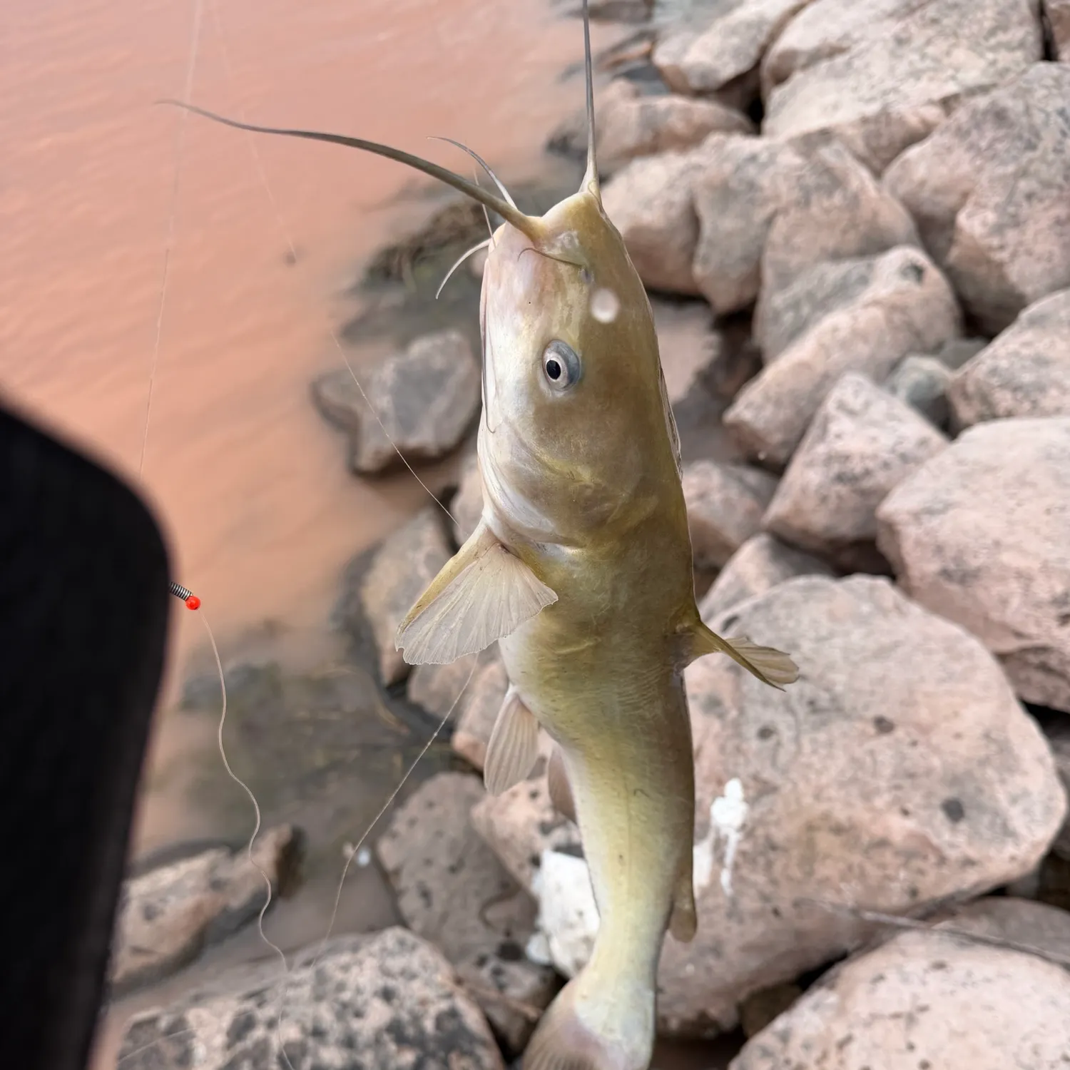 Channel catfish caught on Fishbrain