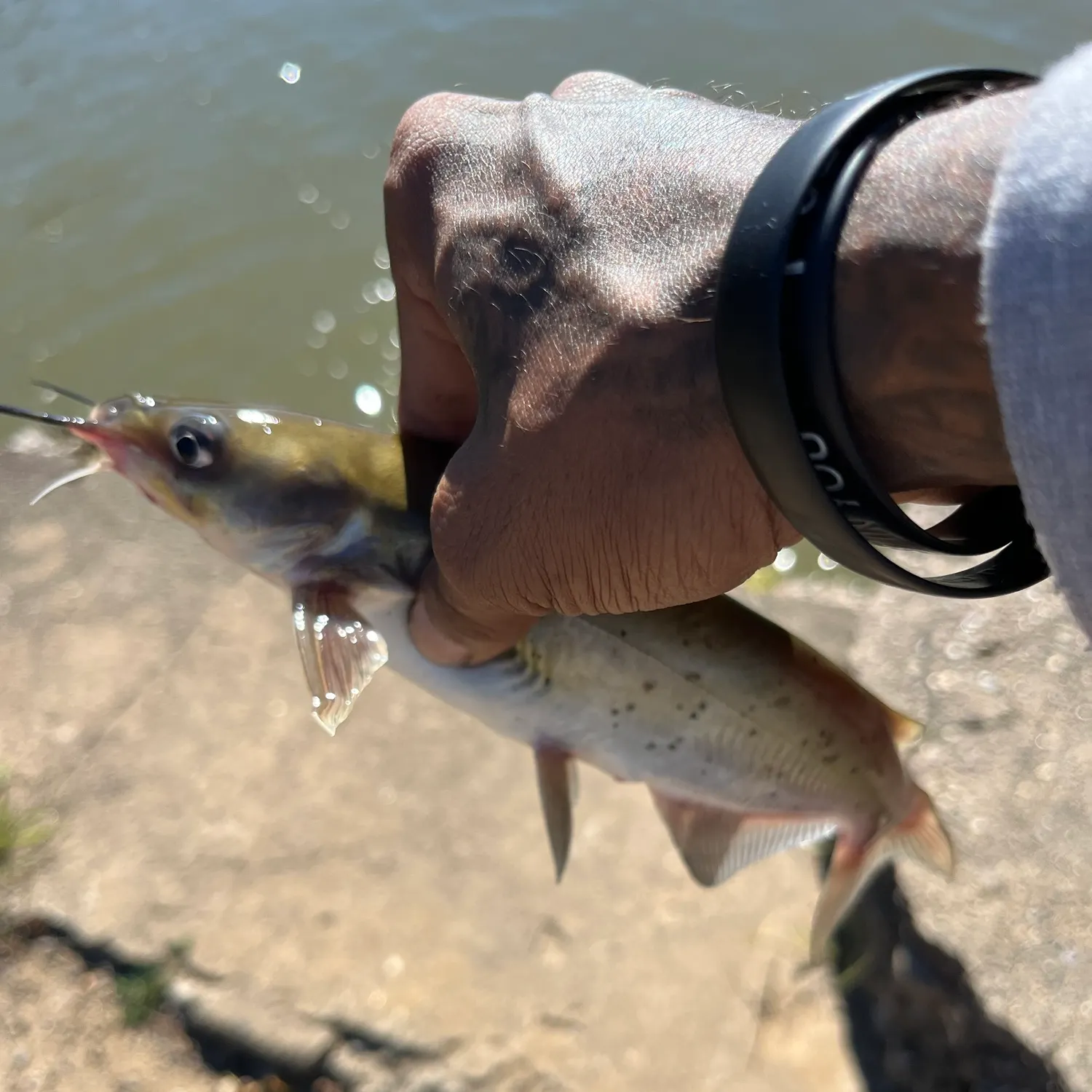 Channel catfish caught on Fishbrain