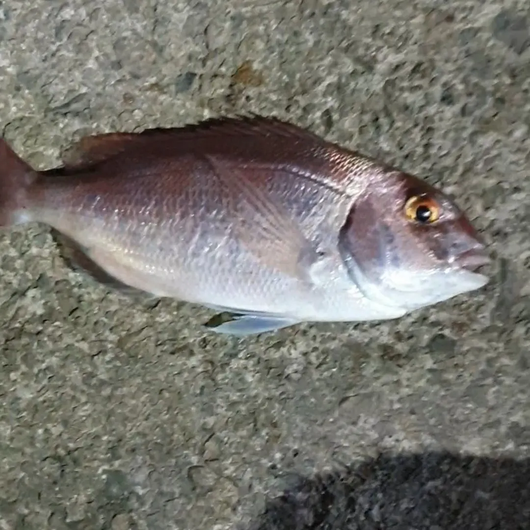The most recent Red seabream catches on Fishbrain