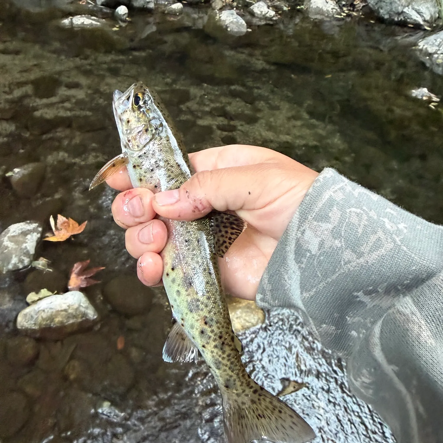 Rainbow trout caught on Fishbrain