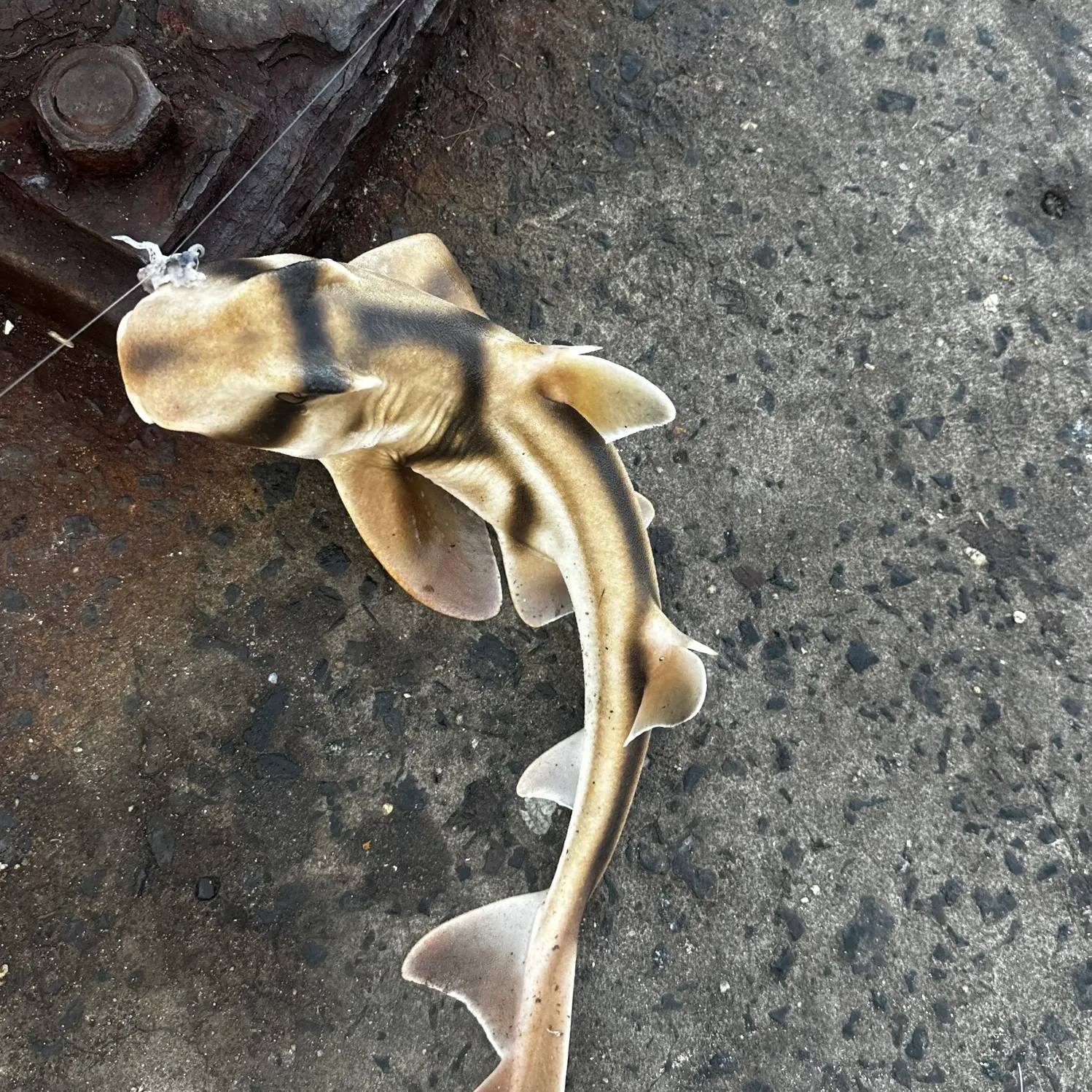 The most recent Port Jackson shark catches on Fishbrain