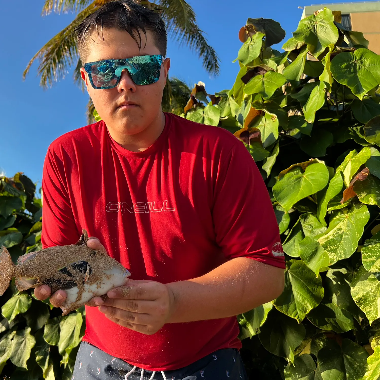 The most recent Wedge-tail triggerfish catches on Fishbrain