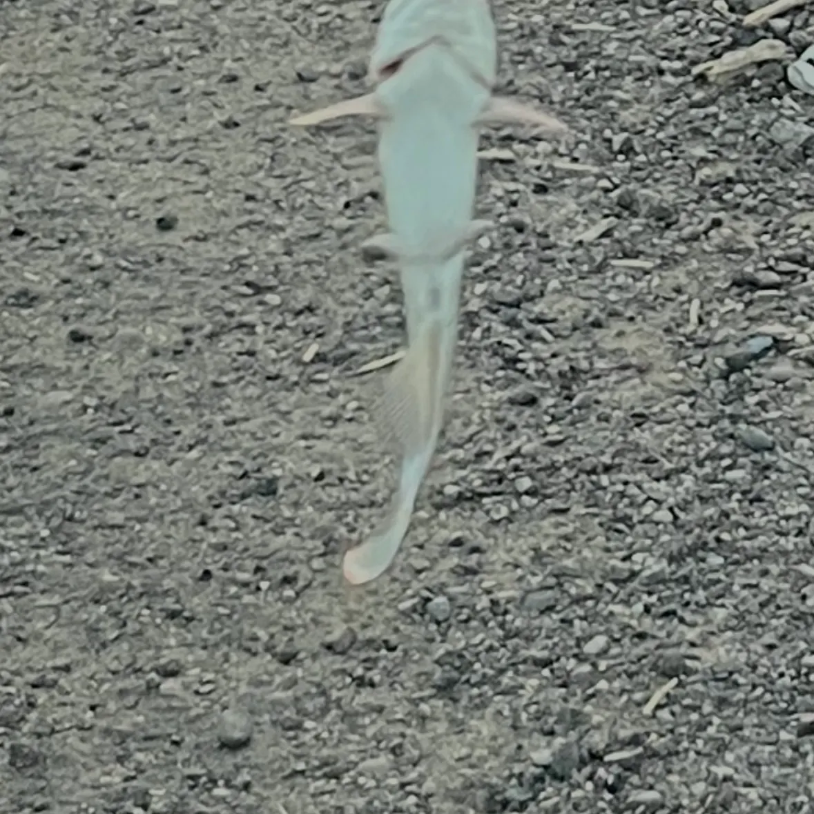 Channel catfish caught on Fishbrain