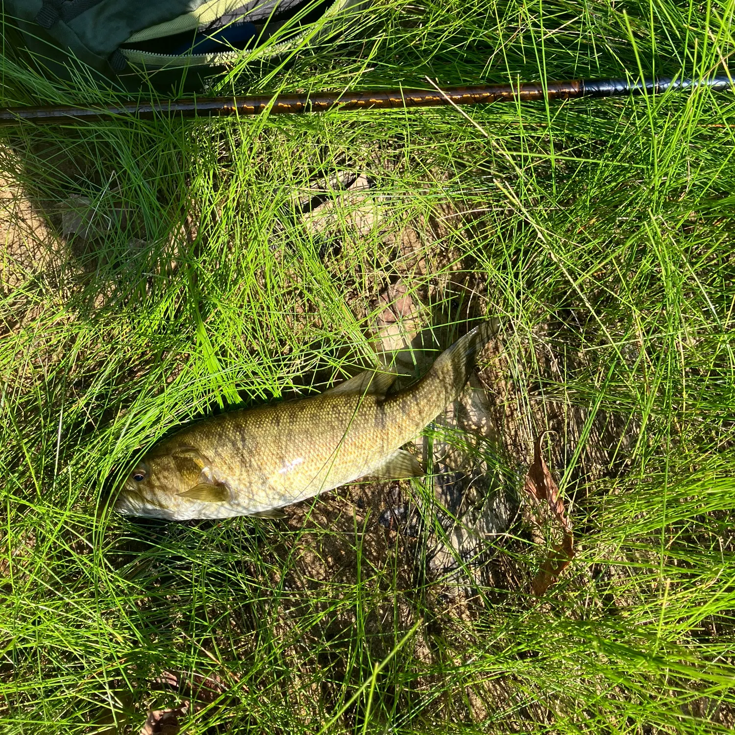 Smallmouth bass caught on Fishbrain