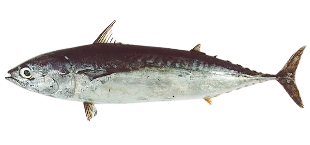 Bullet tuna
