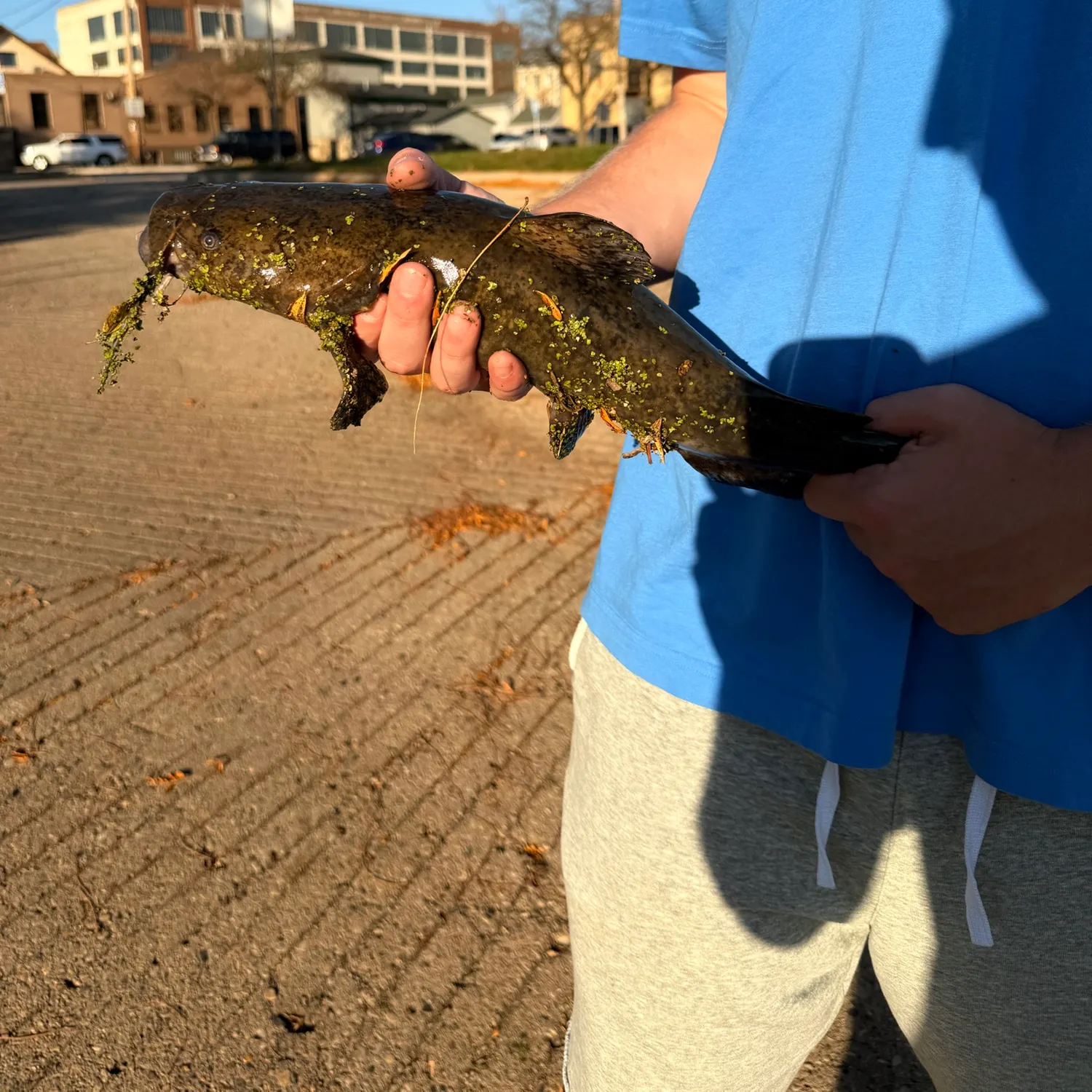 Flathead catfish caught on Fishbrain
