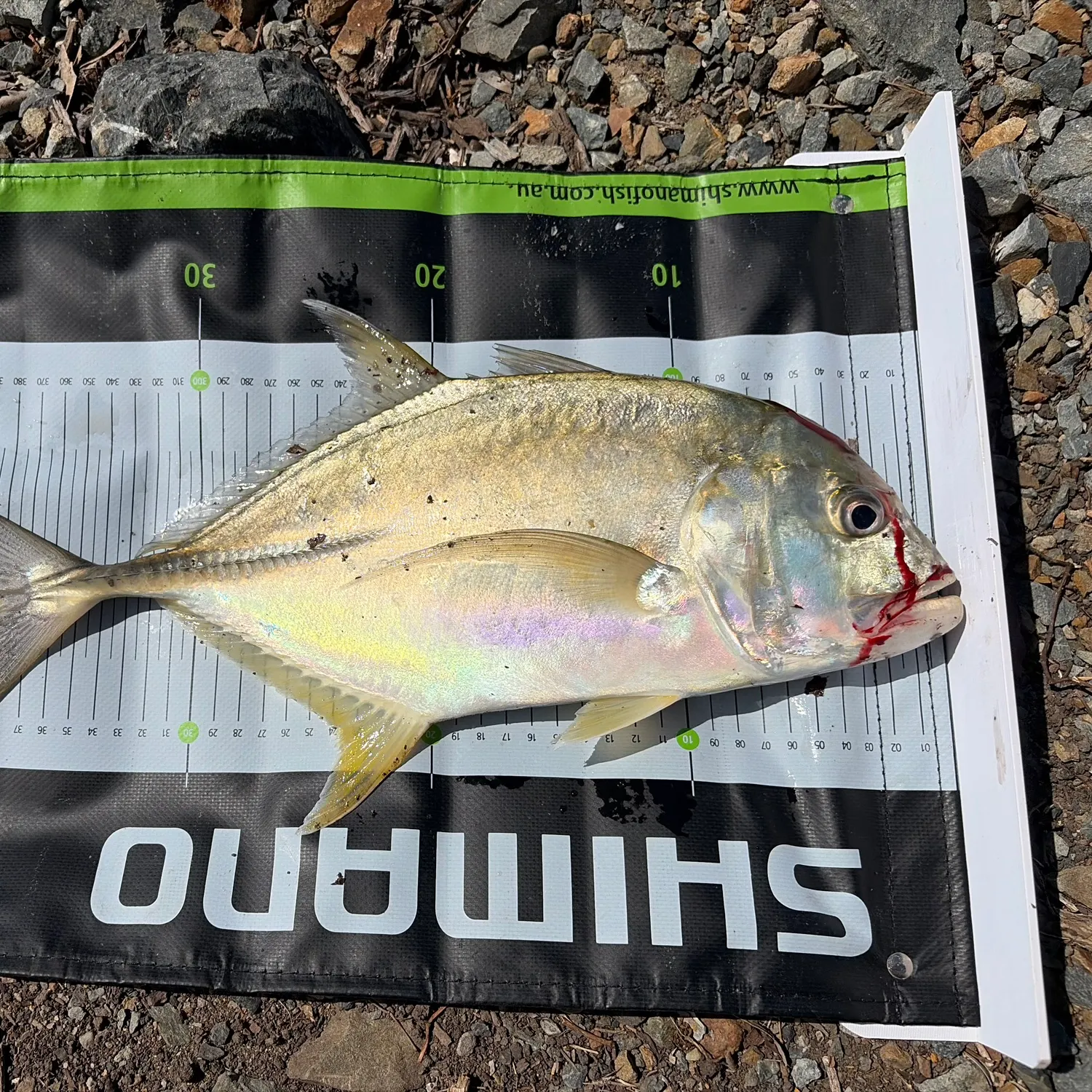 The most recent Giant trevally catches on Fishbrain