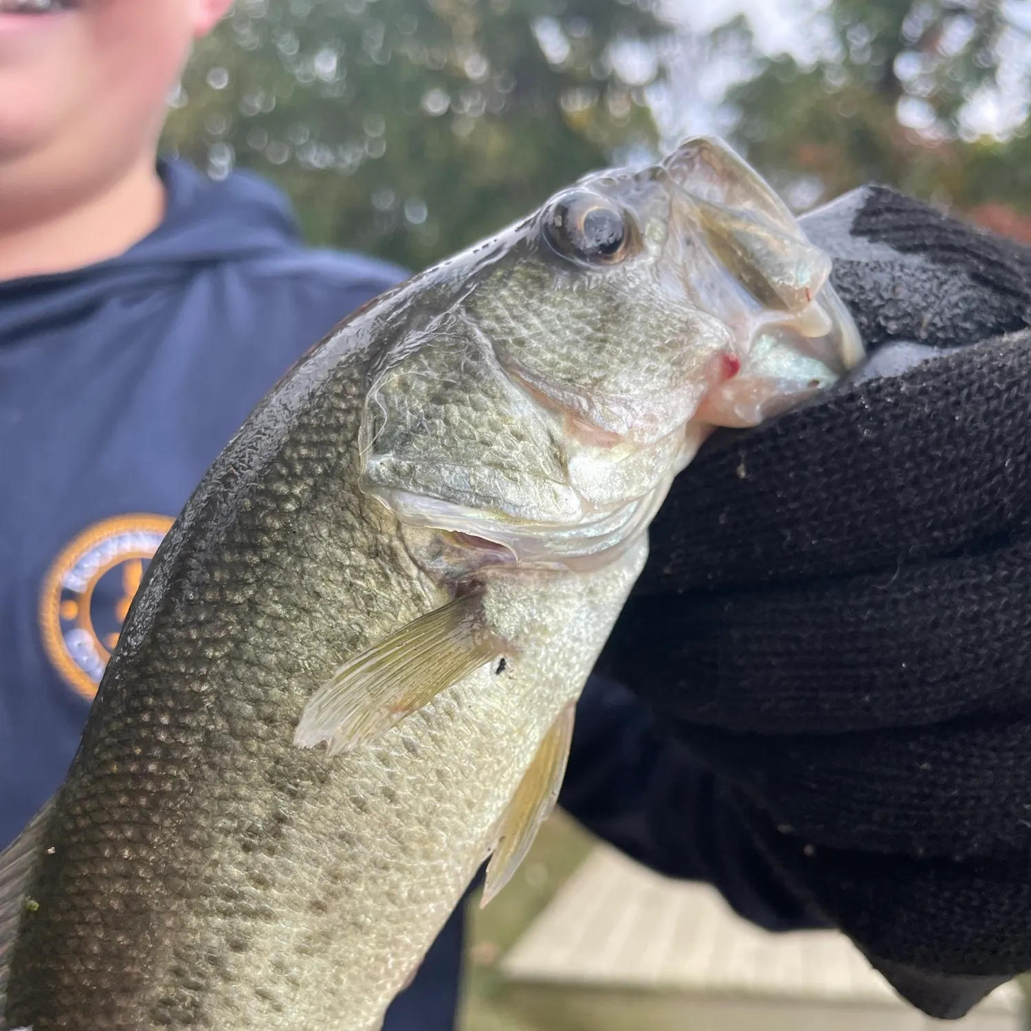 Smallmouth bass caught on Fishbrain