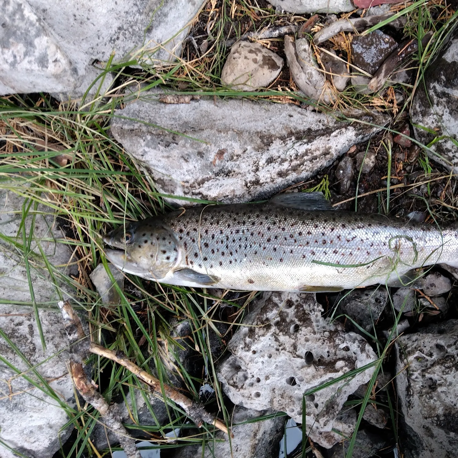 Sea trout caught on Fishbrain