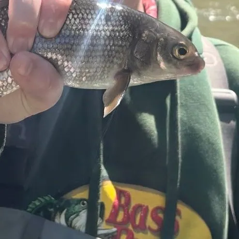 The most recent Mountain whitefish catches on Fishbrain