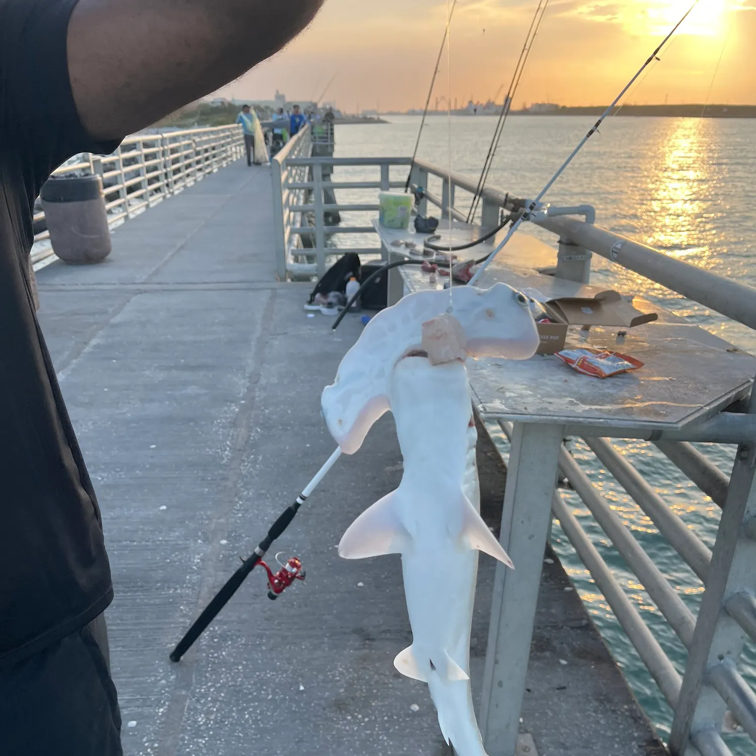 The most recent Scalloped hammerhead shark catches on Fishbrain