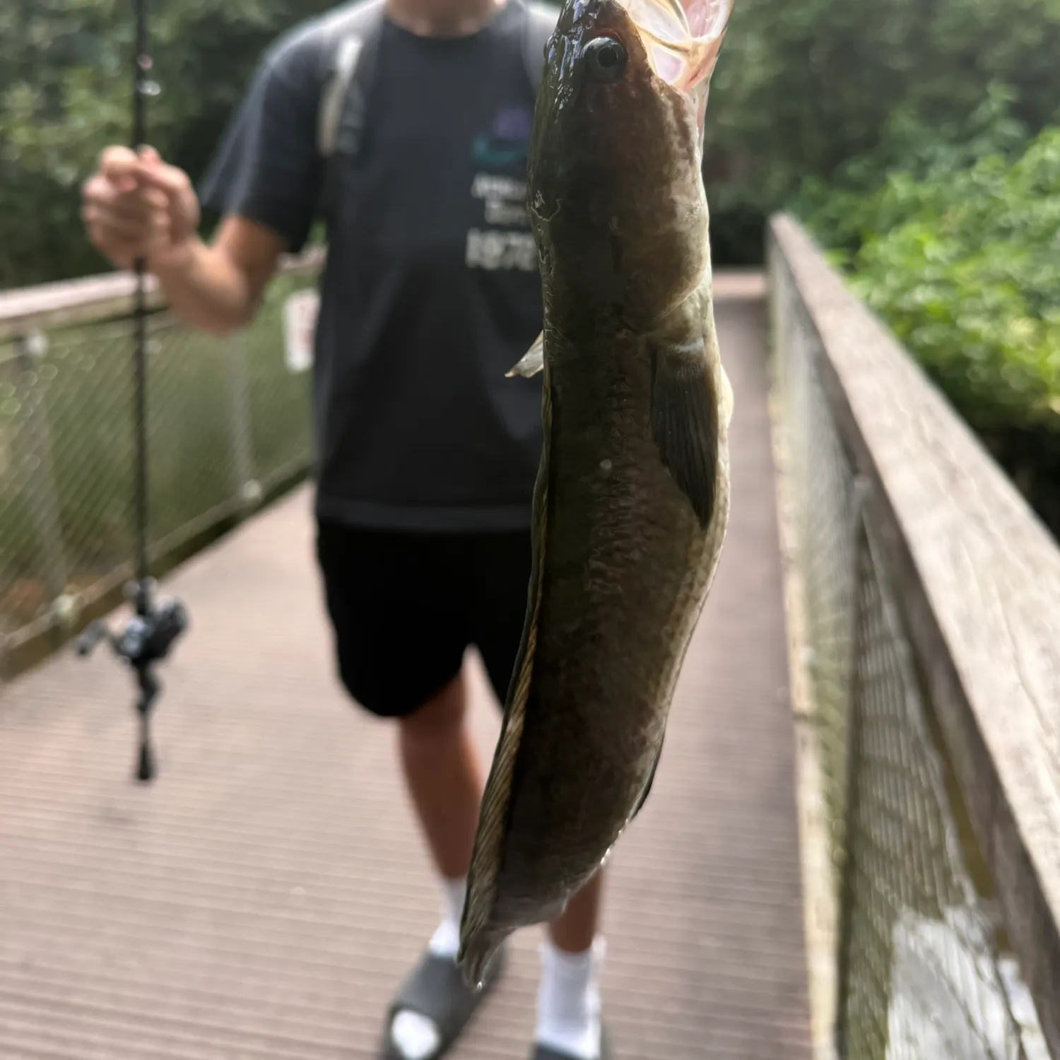 The most recent Striped snakehead catches on Fishbrain