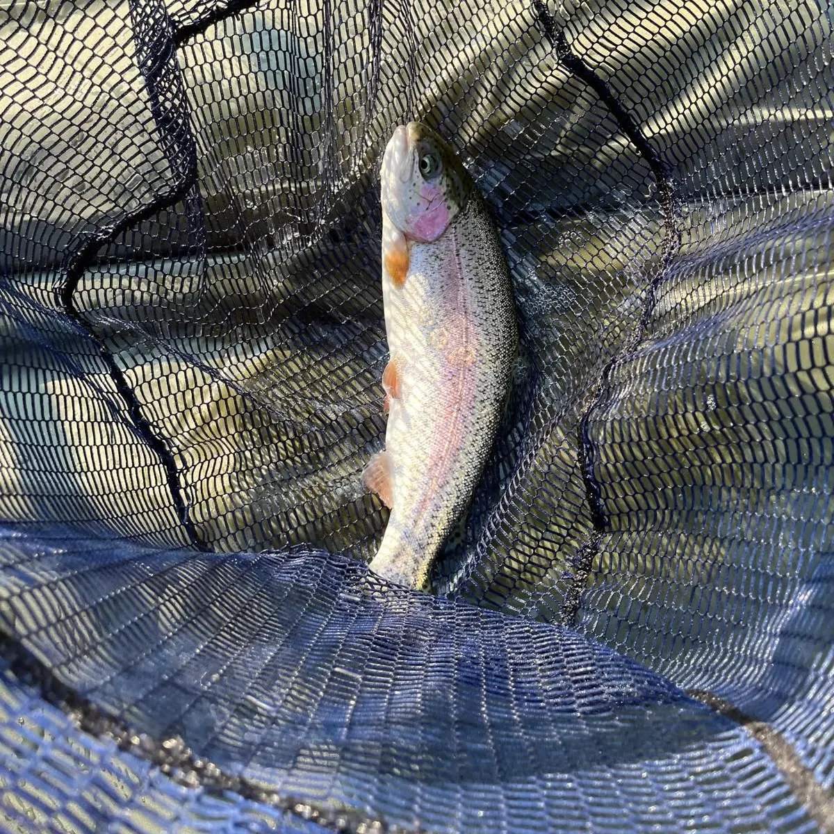 The most recent Rainbow trout catches on Fishbrain