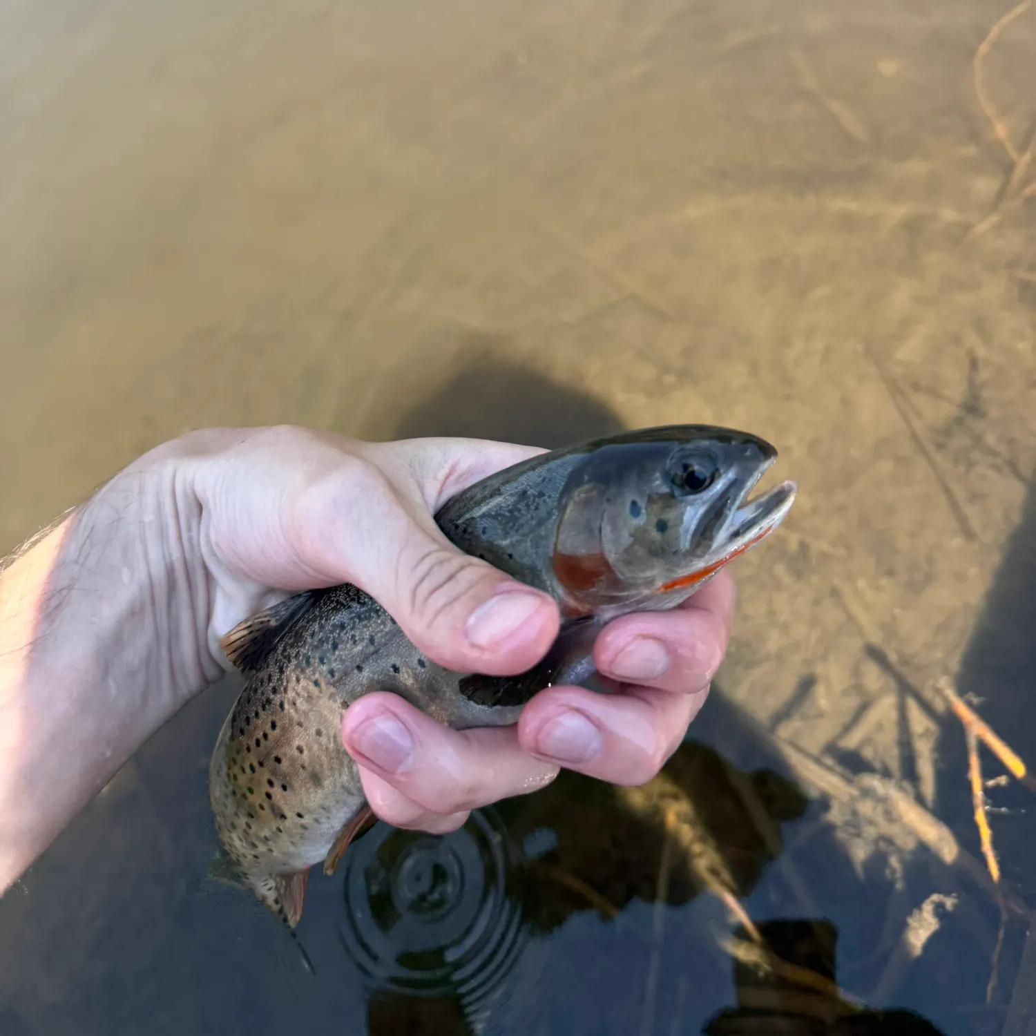 The most recent Greenback cutthroat trout catches on Fishbrain