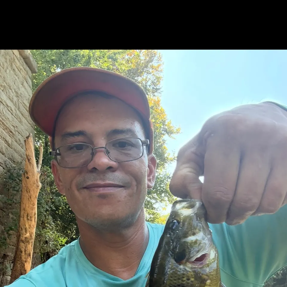 Rock bass caught on Fishbrain