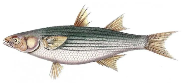 Golden grey mullet