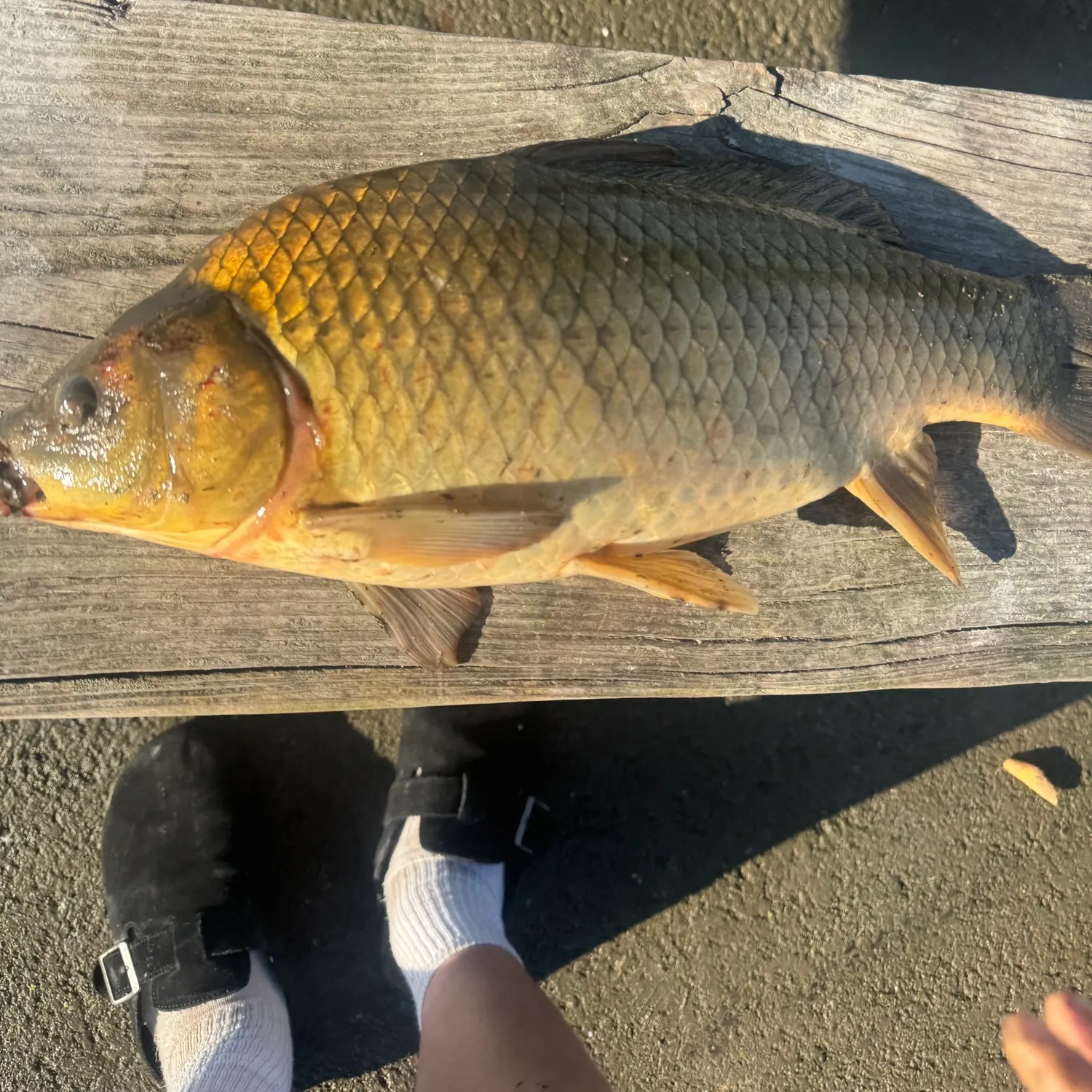 Common carp caught on Fishbrain