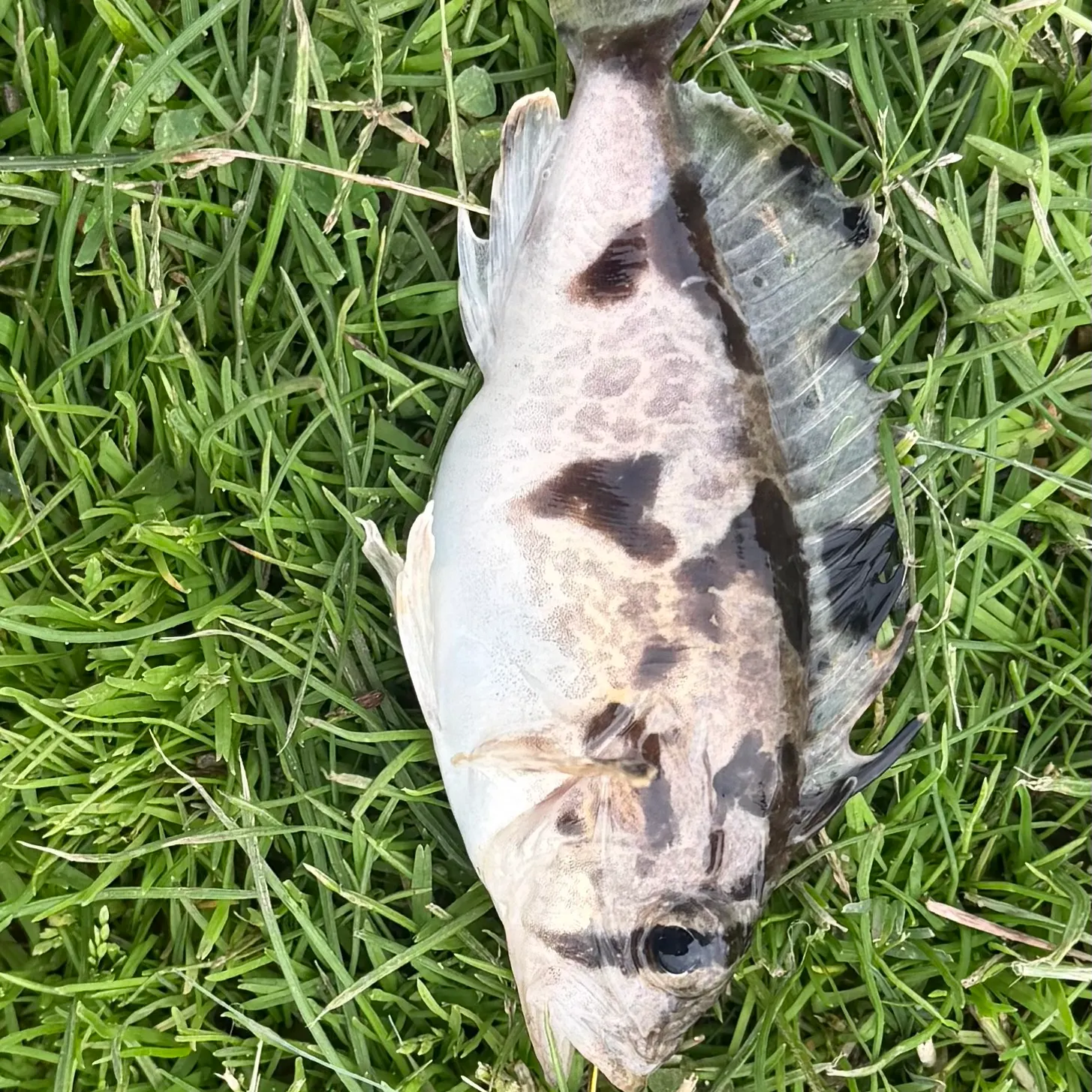 The most recent South Australian cobbler catches on Fishbrain