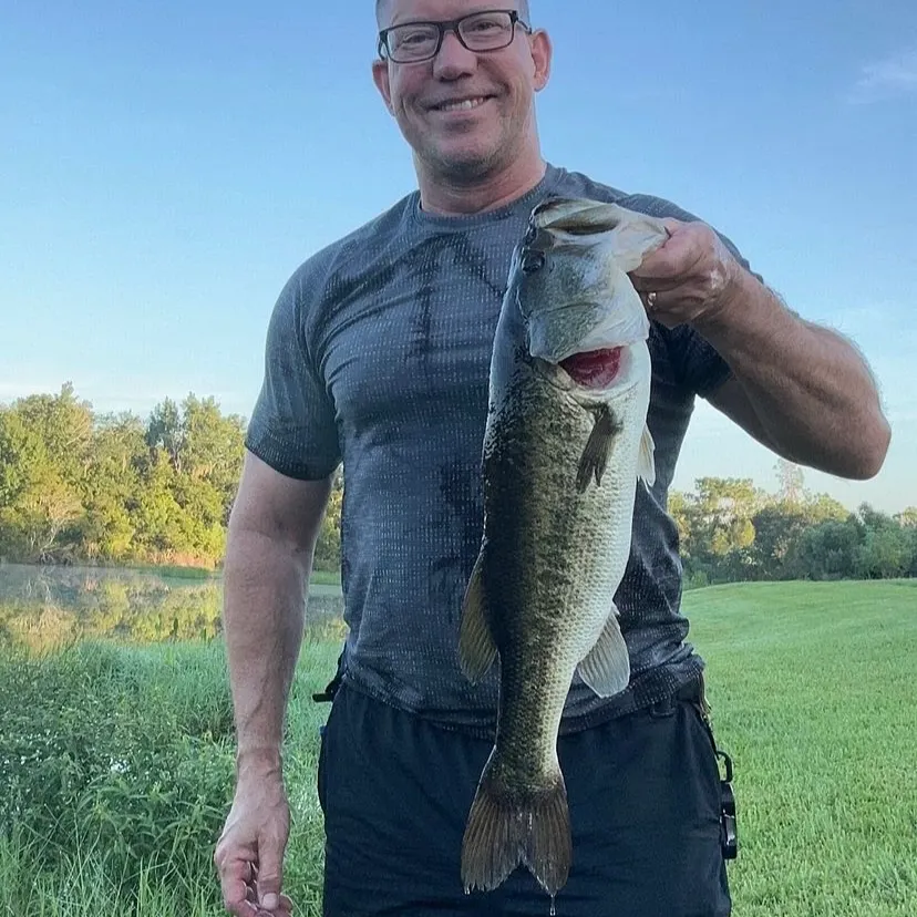 Largemouth bass caught on Fishbrain