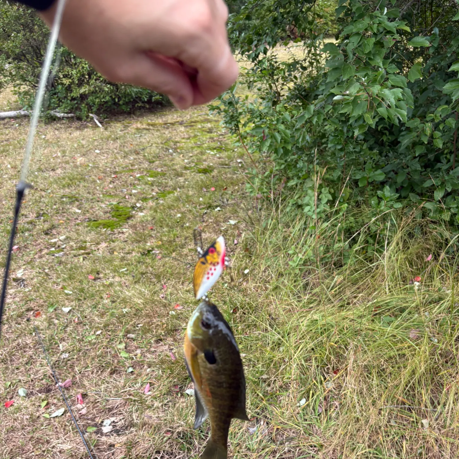 Bluegill caught on Fishbrain