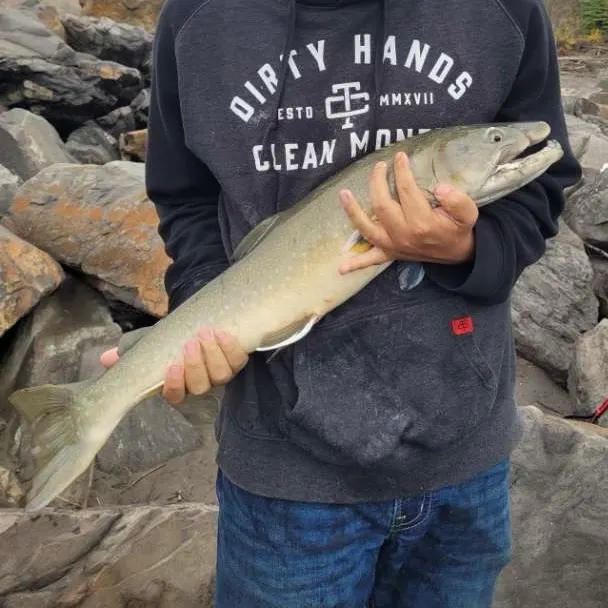 The most recent Bull trout catches on Fishbrain