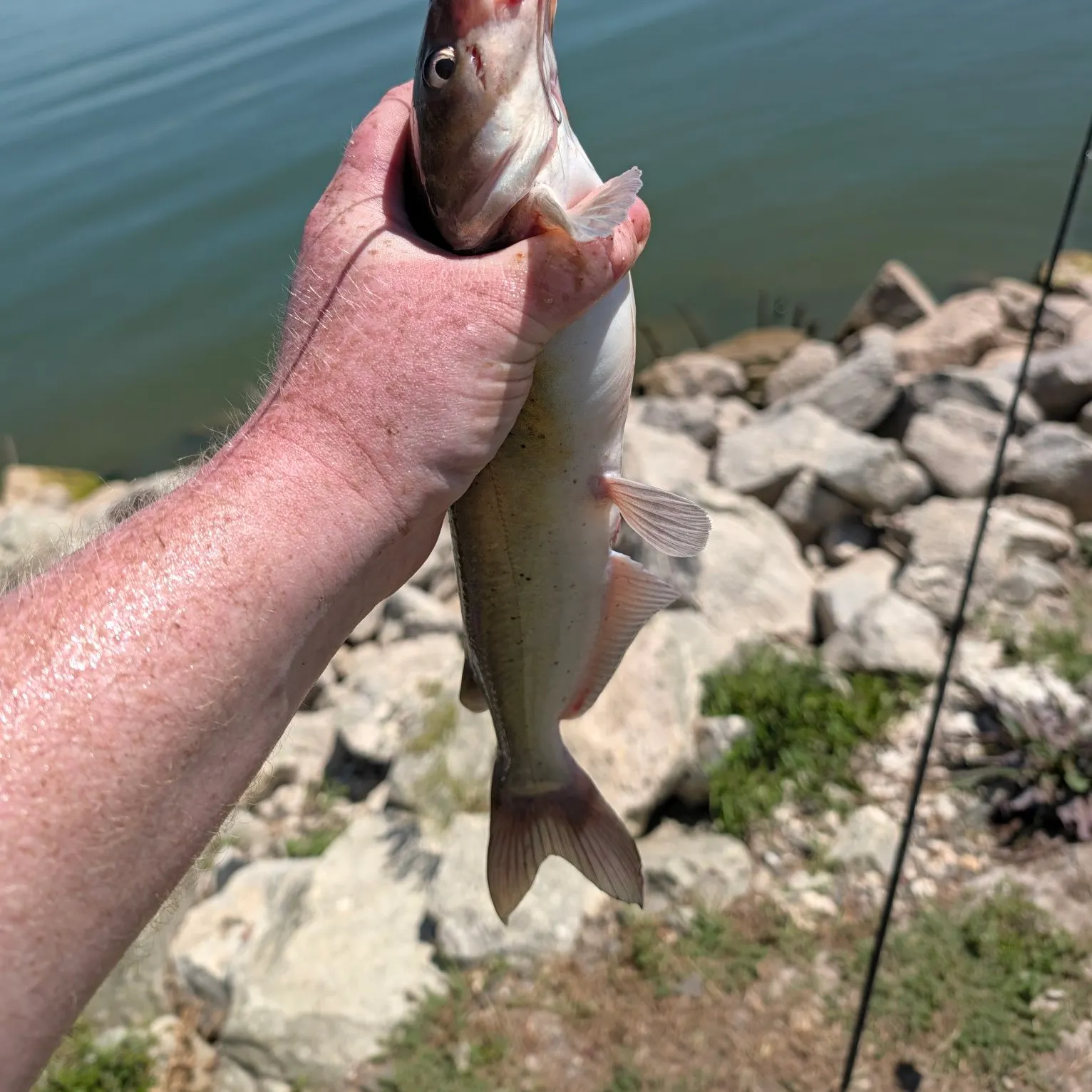 Channel catfish caught on Fishbrain