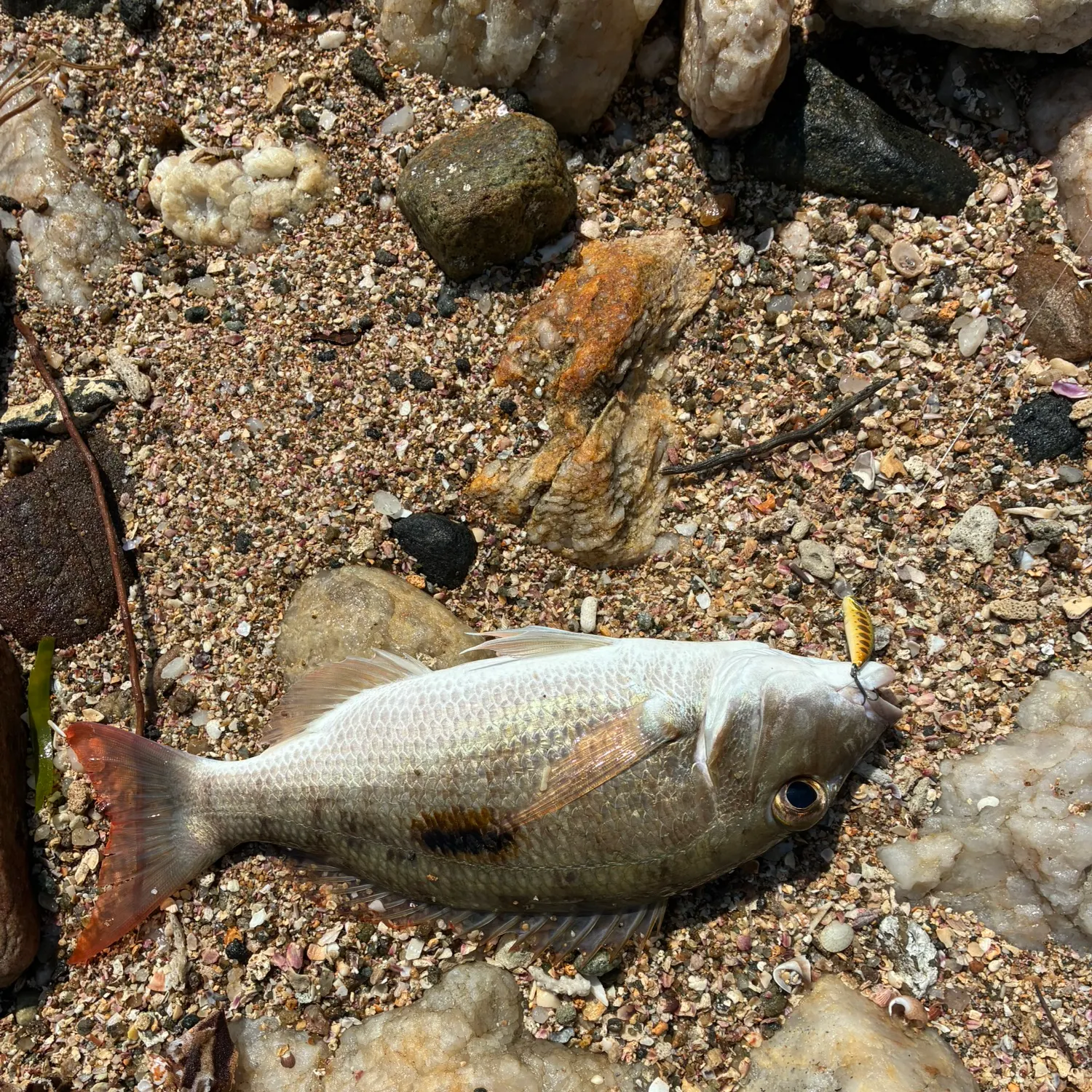 The most recent Spangled emperor catches on Fishbrain