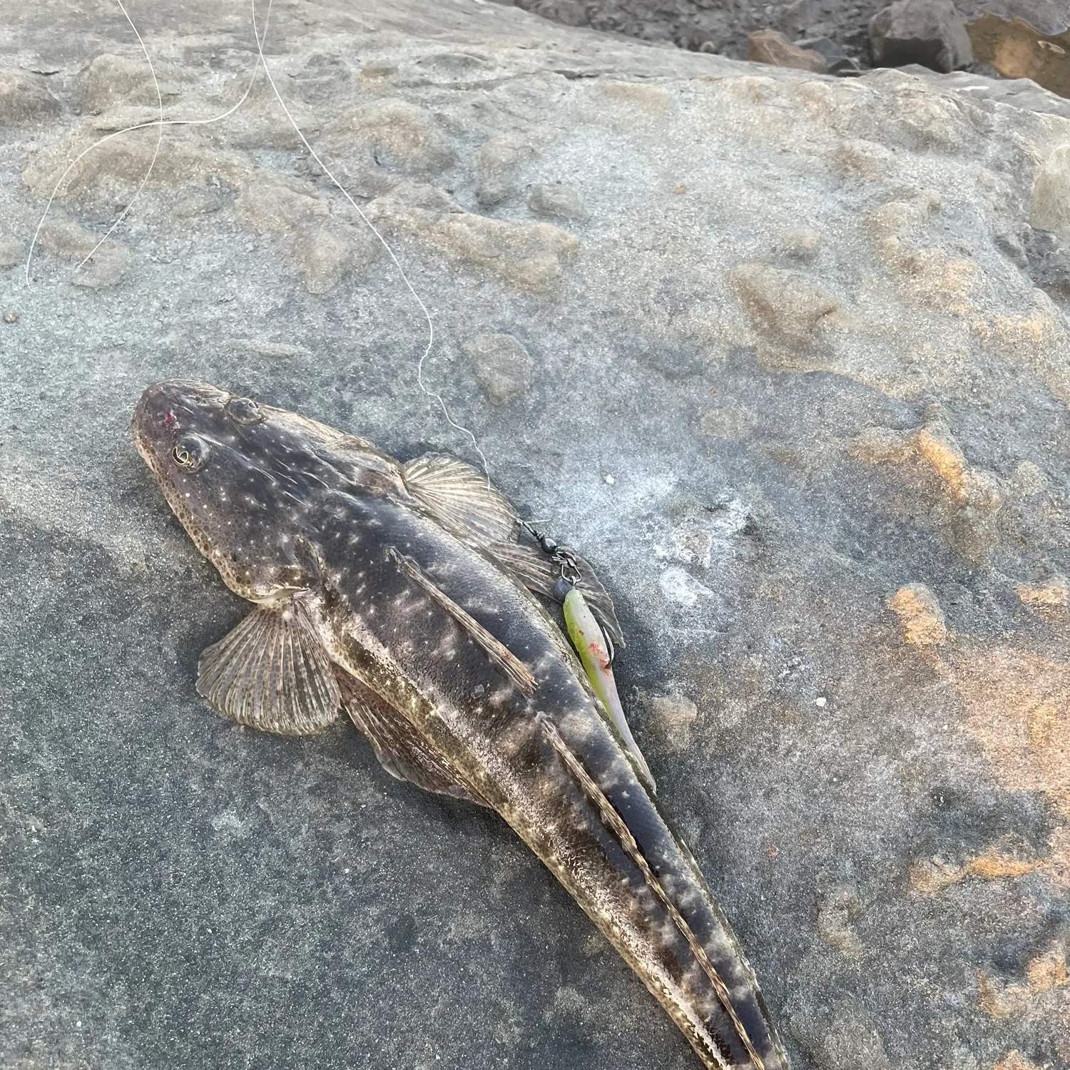 Dusky flathead caught on Fishbrain