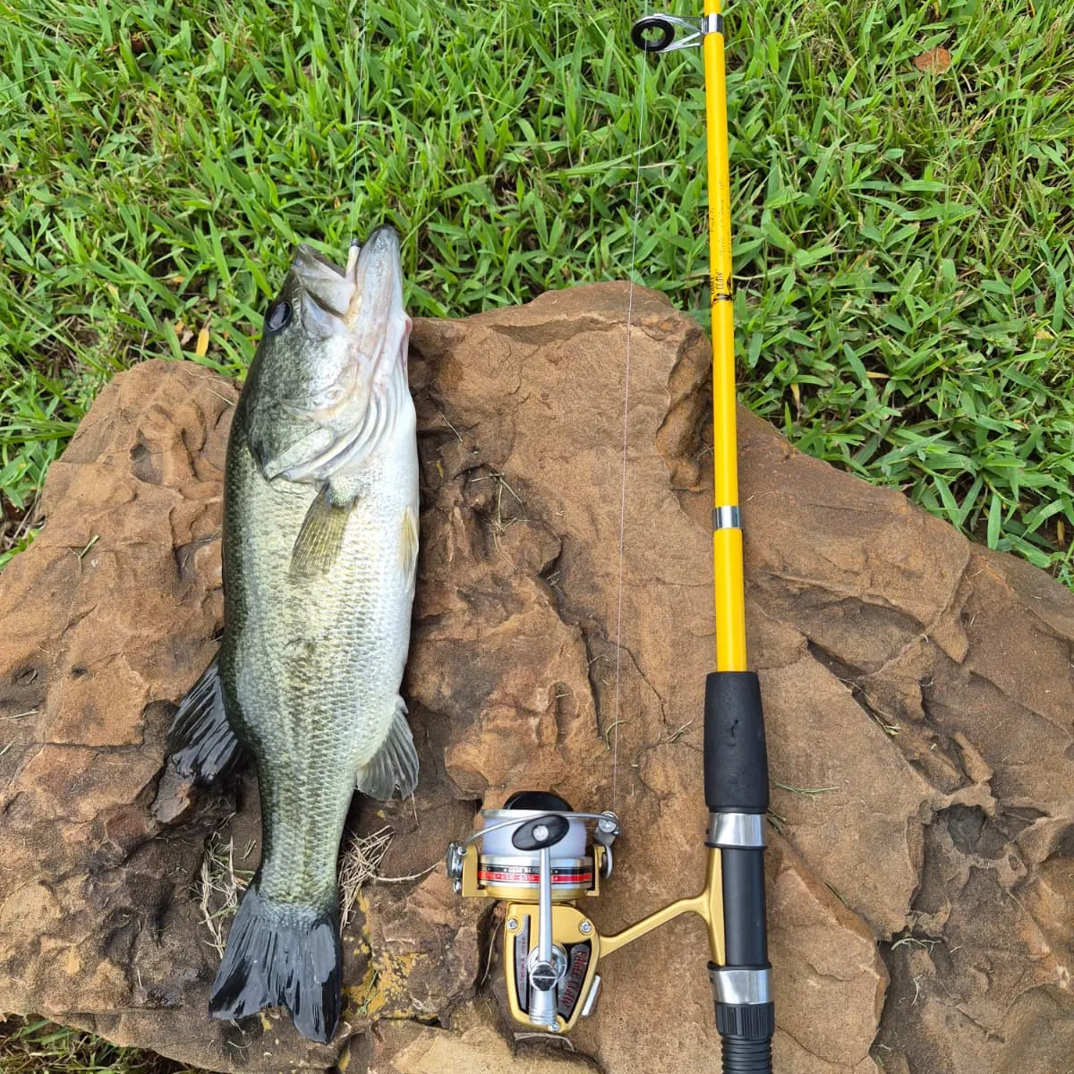 Largemouth bass caught on Fishbrain