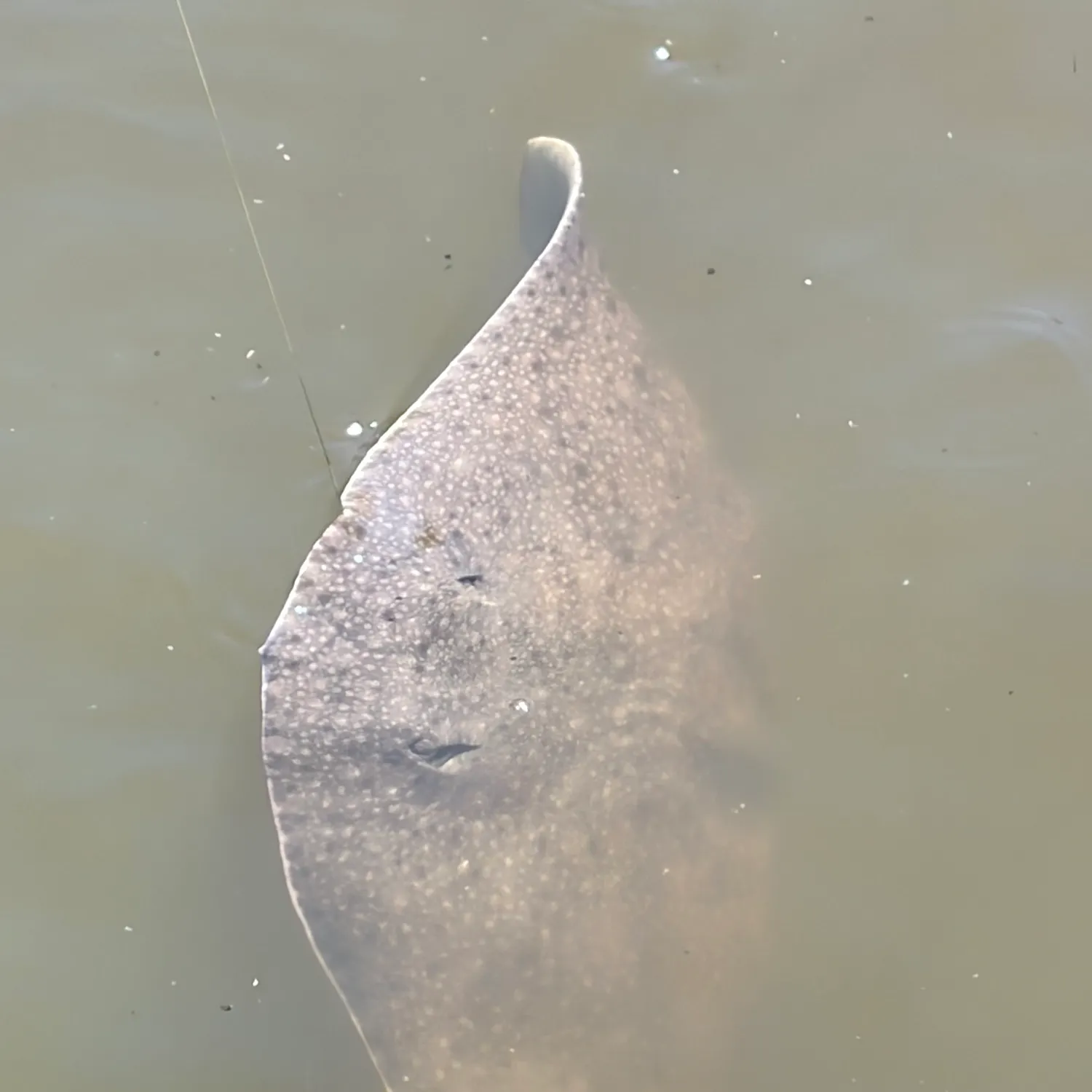 The most recent Spiny butterfly ray catches on Fishbrain