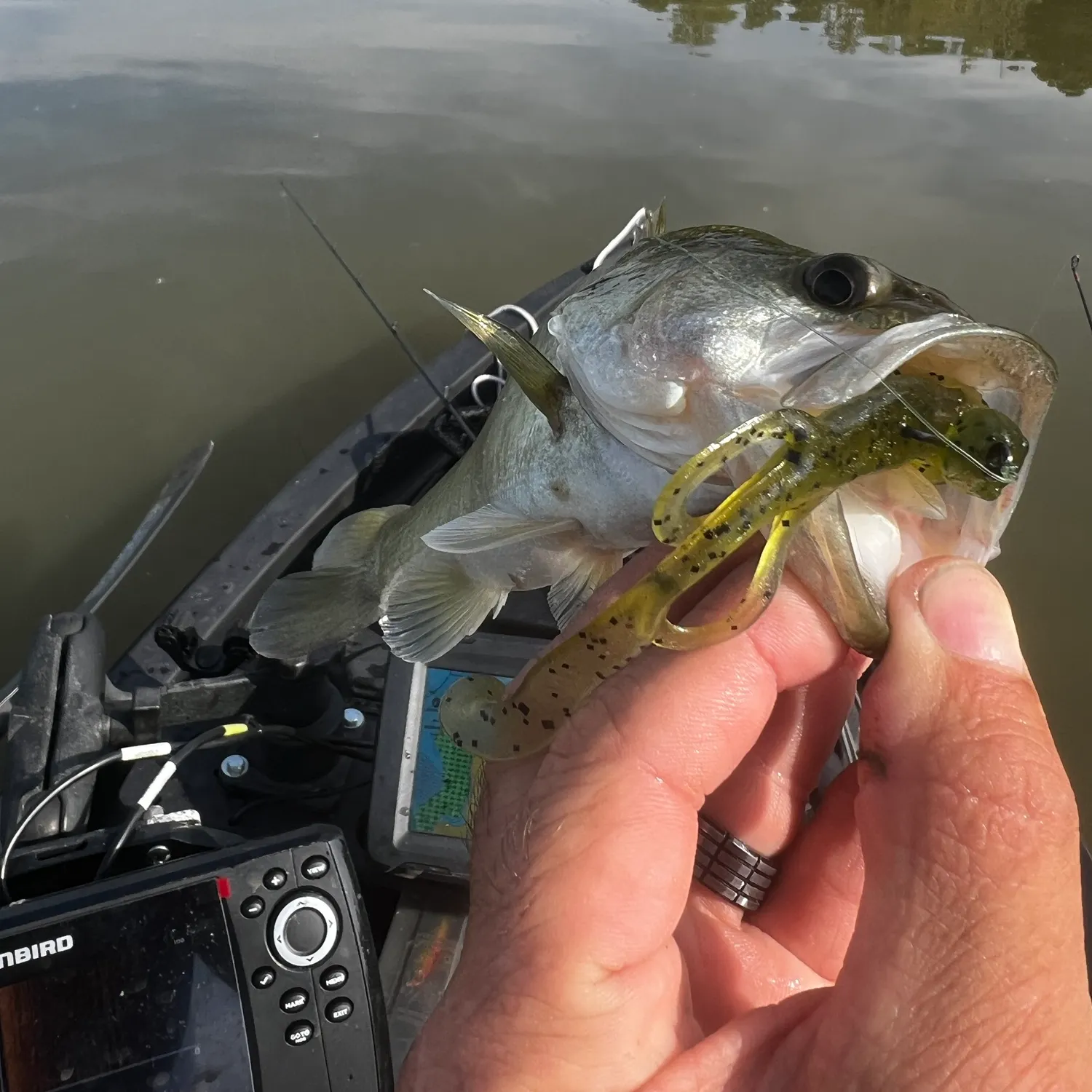 Largemouth bass caught on Fishbrain