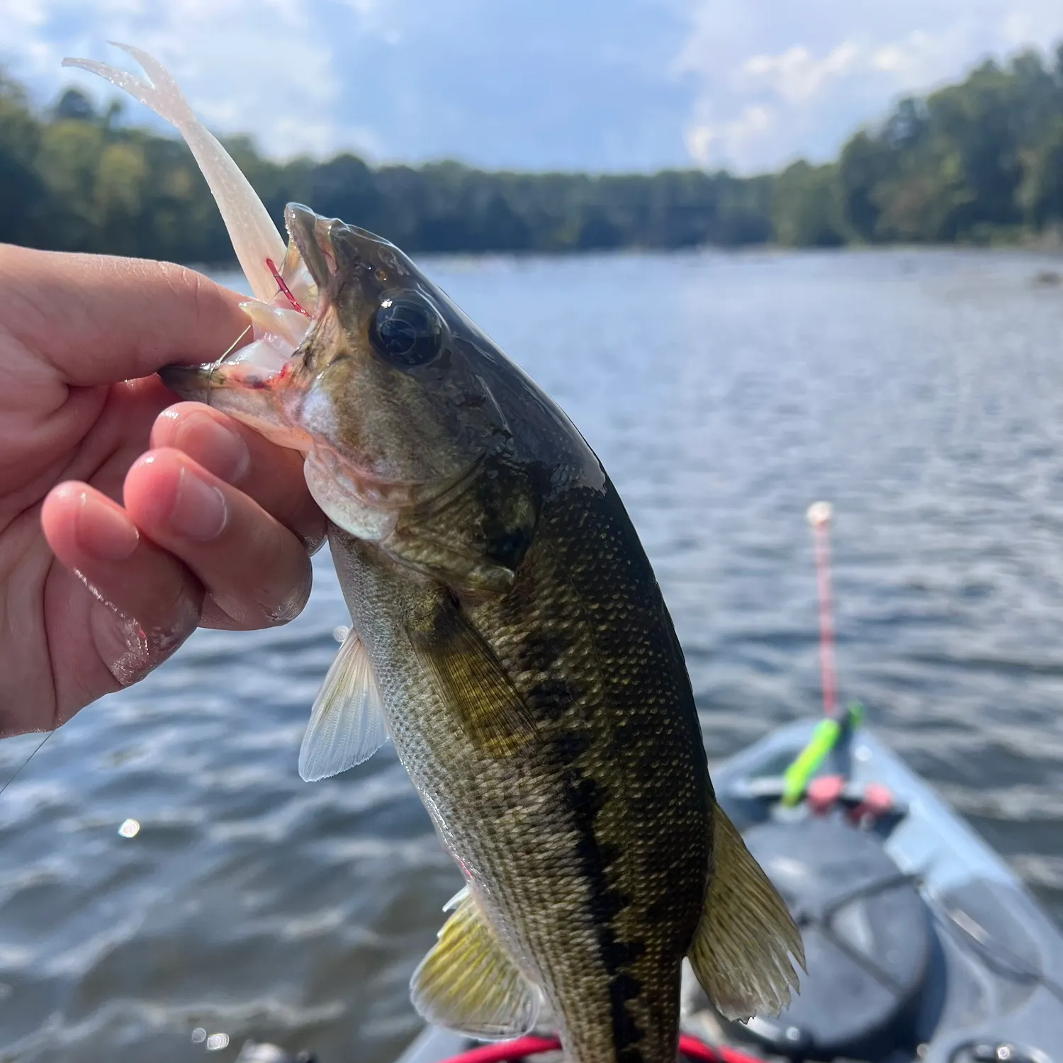Spotted bass caught on Fishbrain