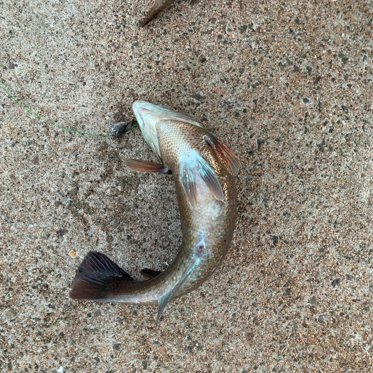 Cunner caught on Fishbrain