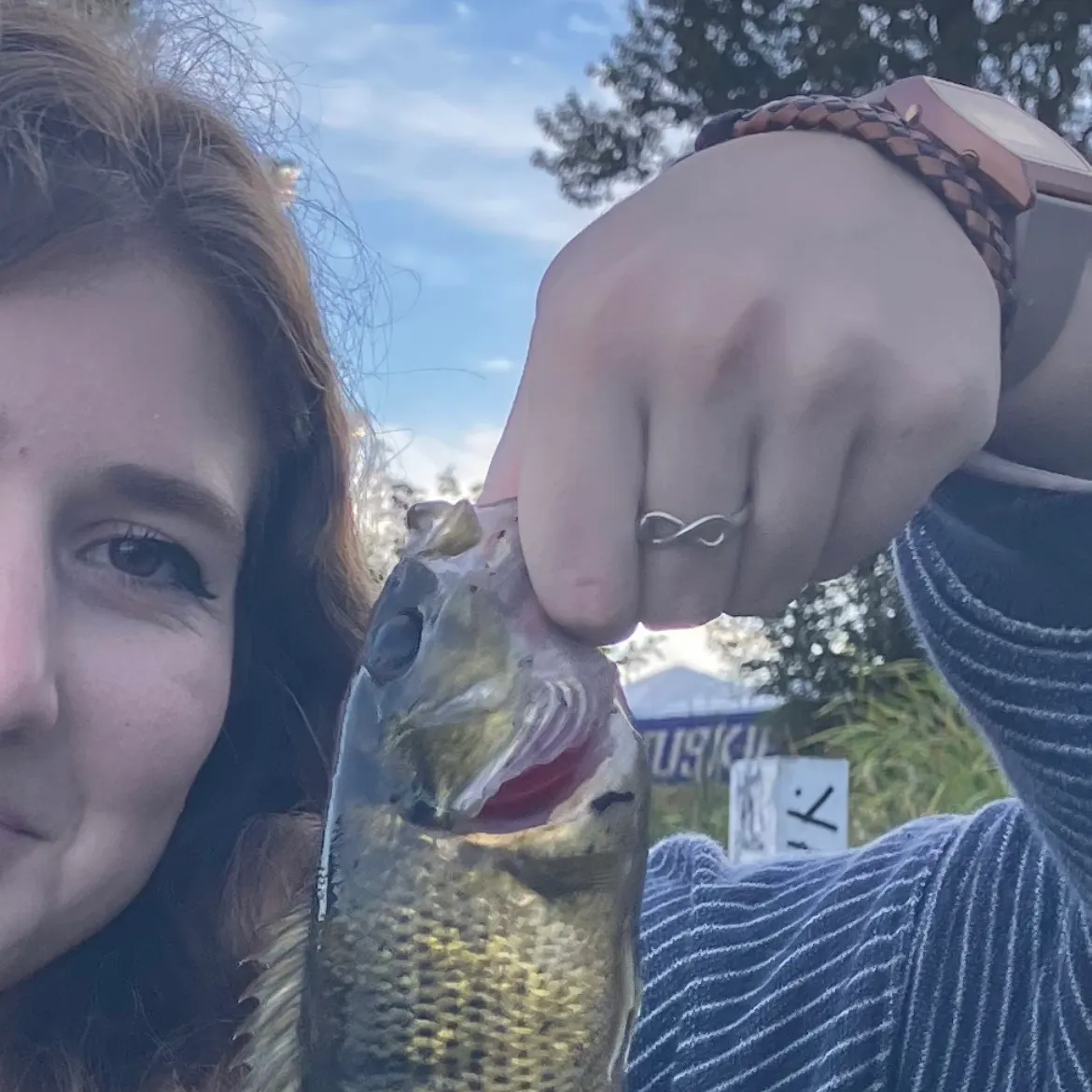 Rock bass caught on Fishbrain