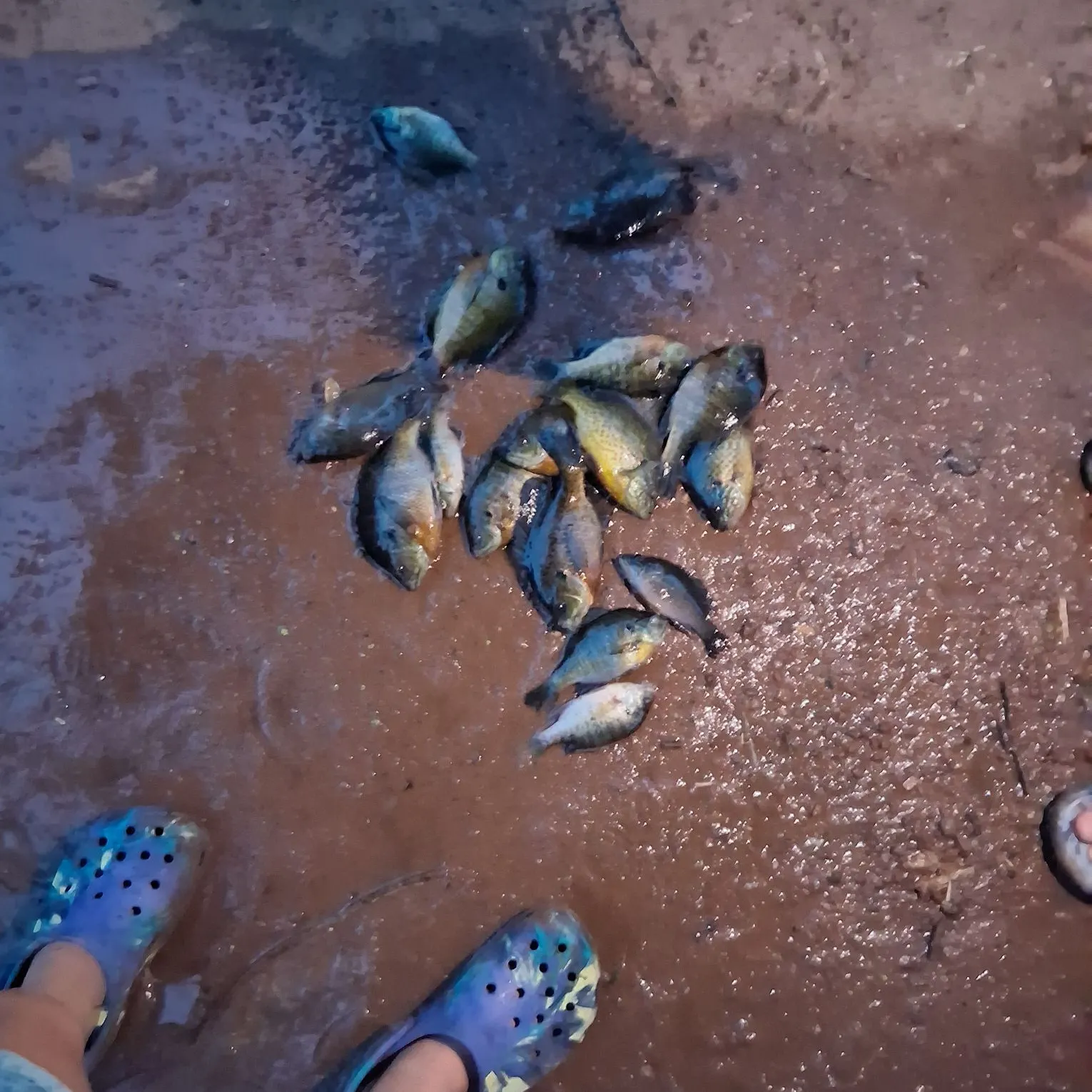 Bluegill caught on Fishbrain