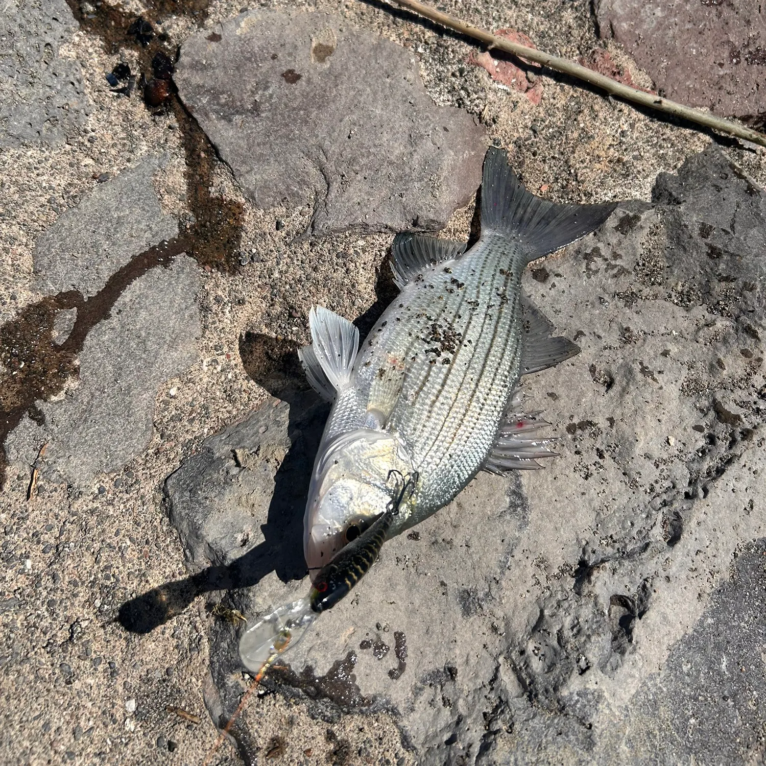 Wiper caught on Fishbrain