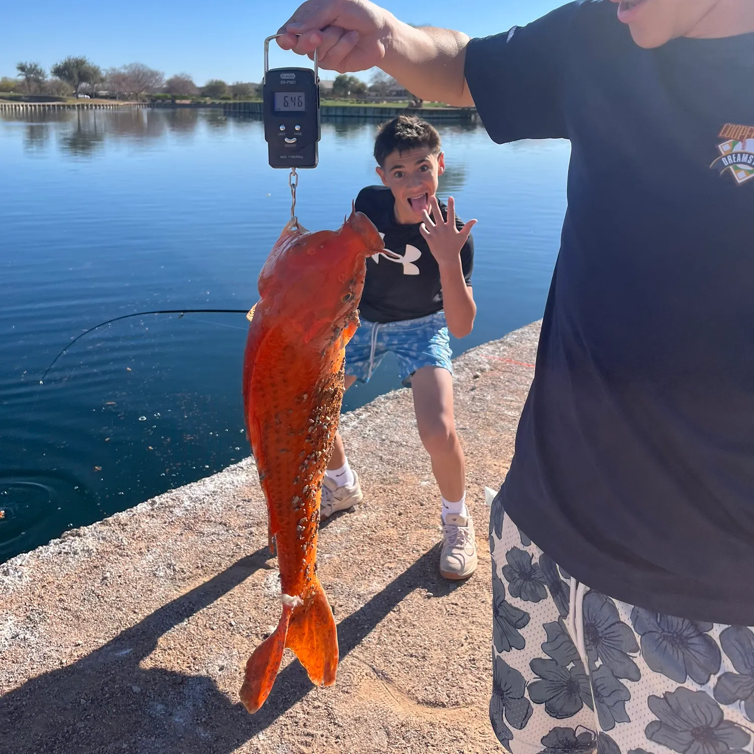 The most recent Koi x common carp catches on Fishbrain