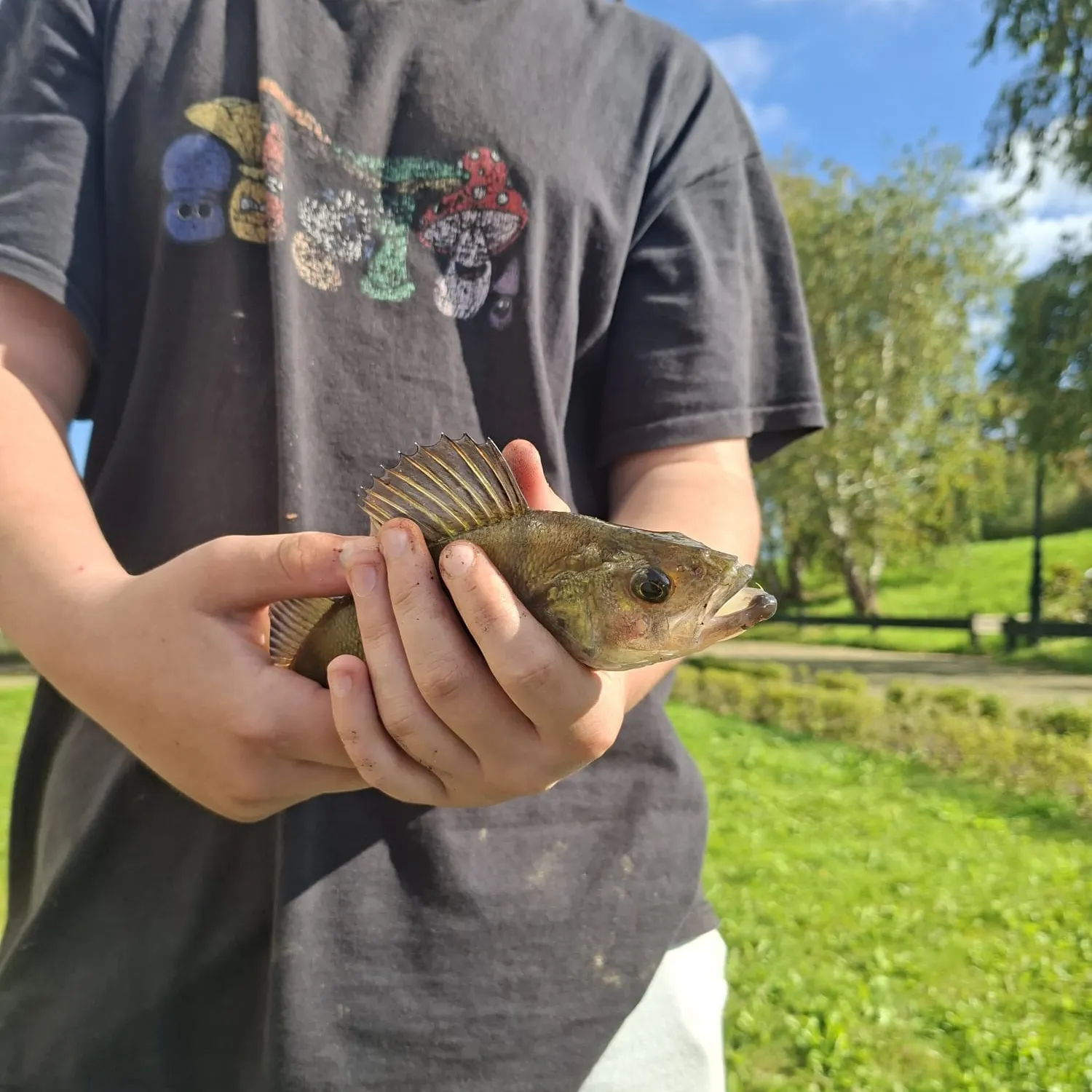 European perch caught on Fishbrain