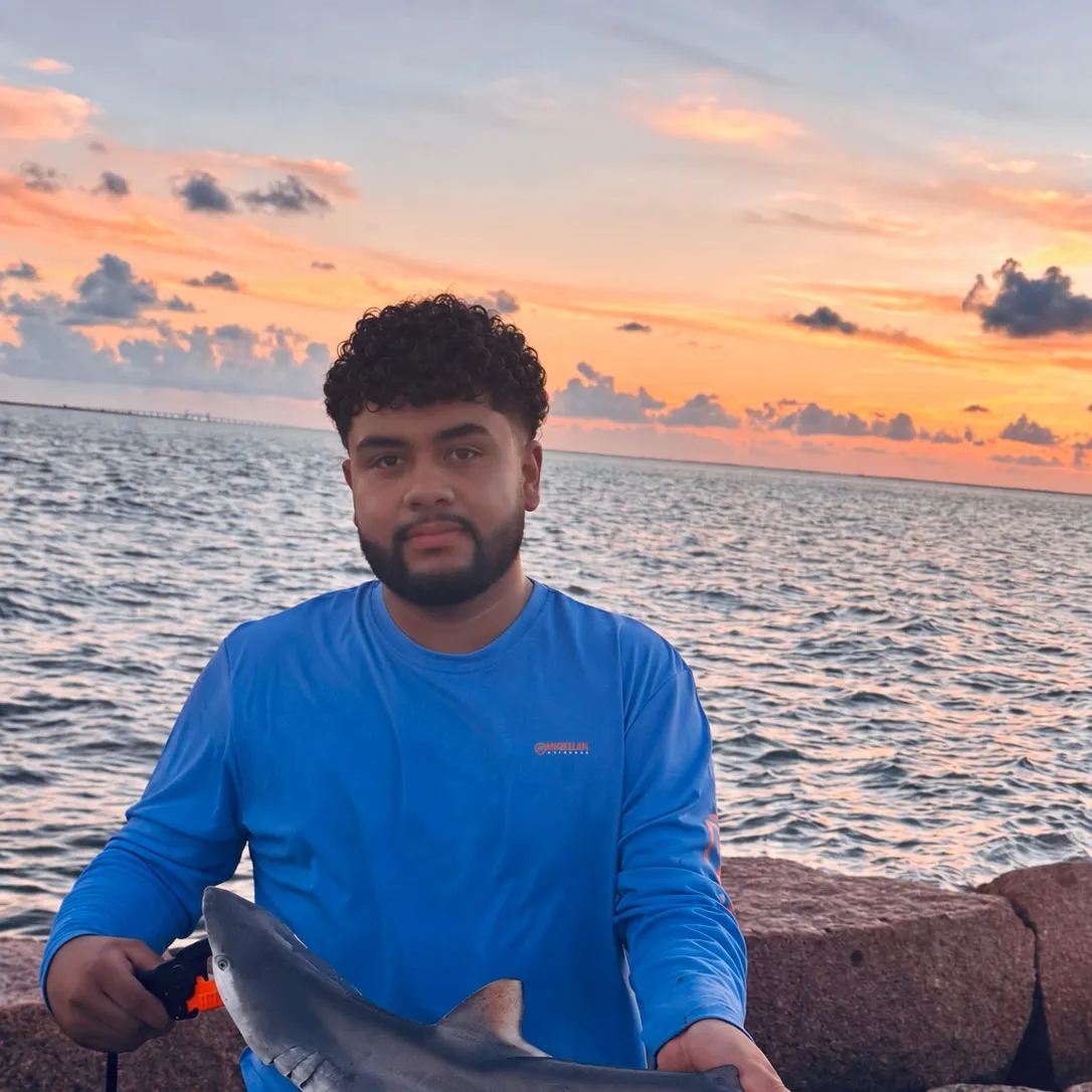 Sandbar shark caught on Fishbrain