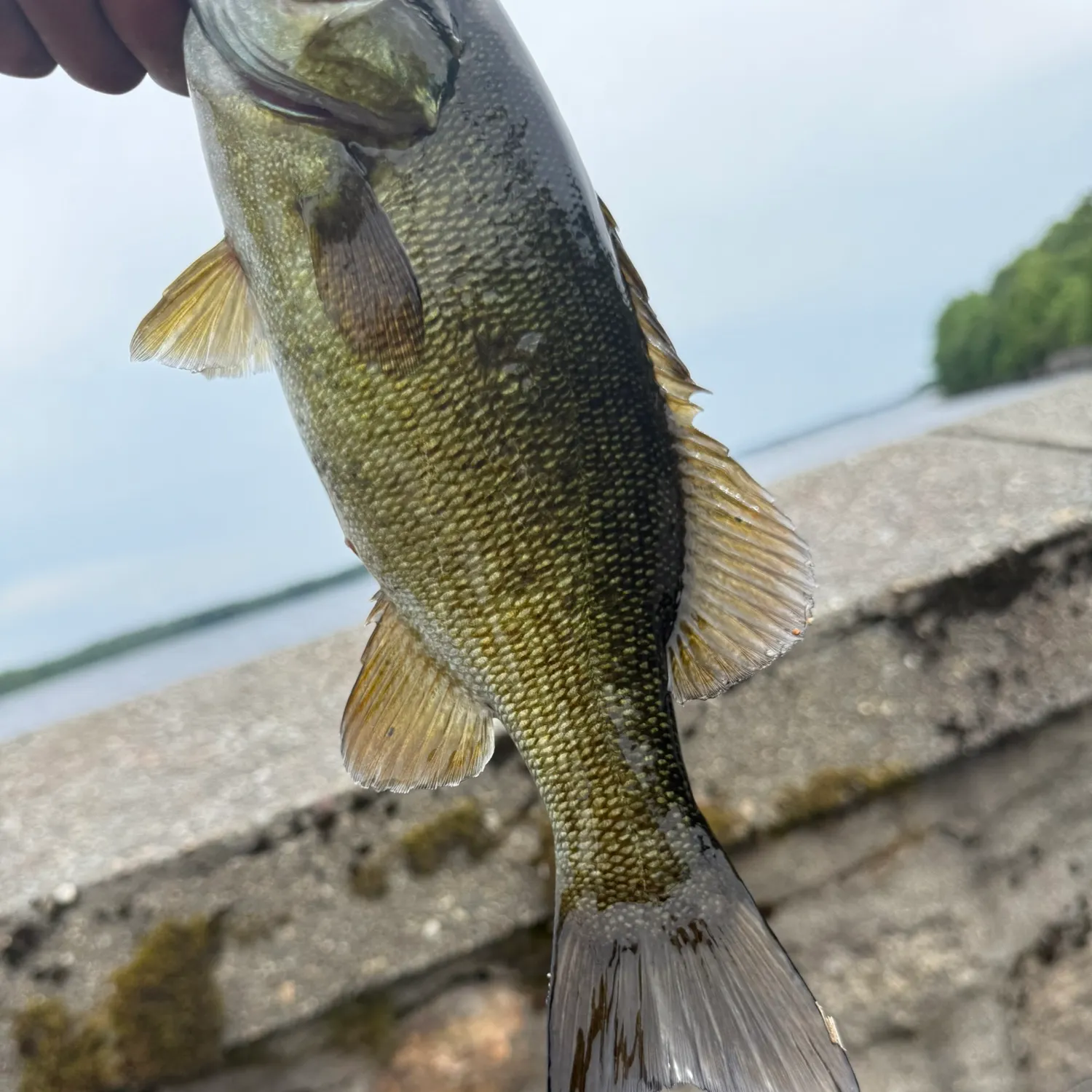 The most recent Smallmouth bass catches on Fishbrain