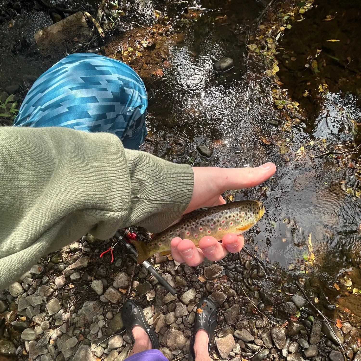 Brown trout caught on Fishbrain