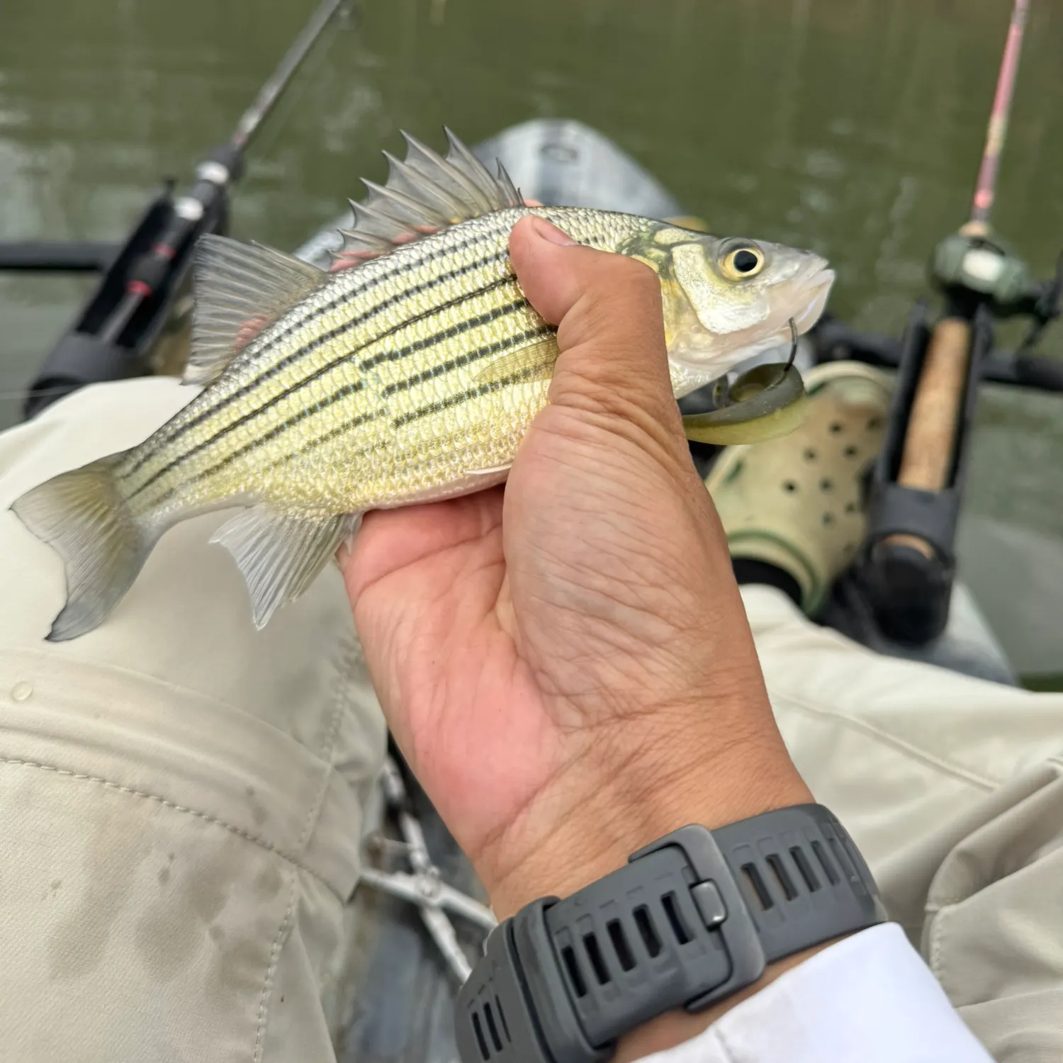 The most recent Yellow bass catches on Fishbrain