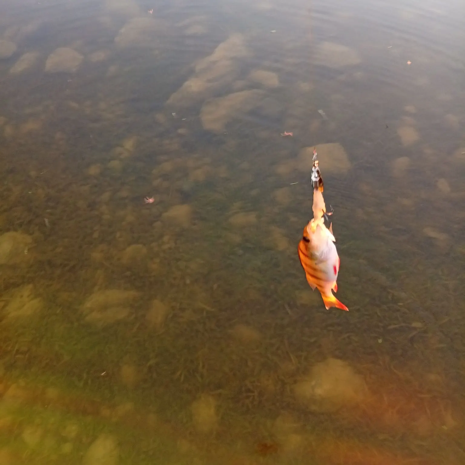 European perch caught on Fishbrain