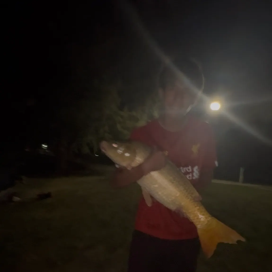 Common carp caught on Fishbrain