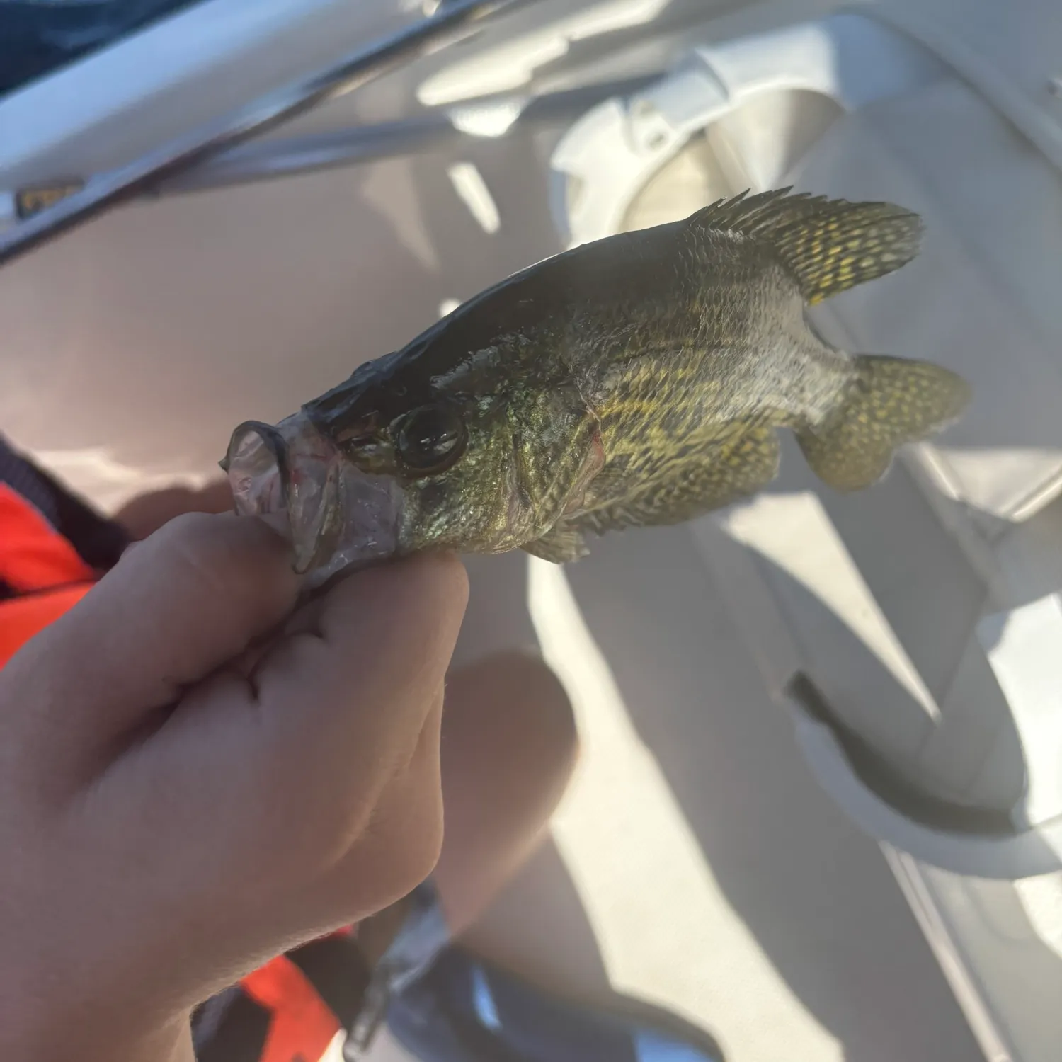 The most recent Black crappie catches on Fishbrain