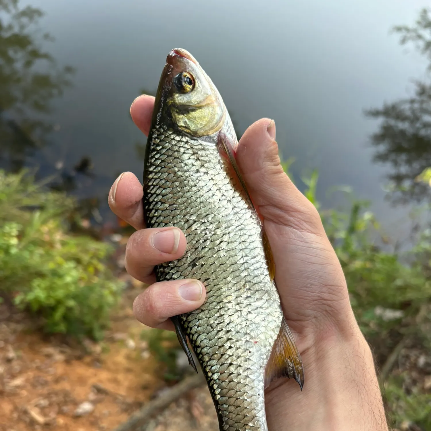 Golden shiner caught on Fishbrain