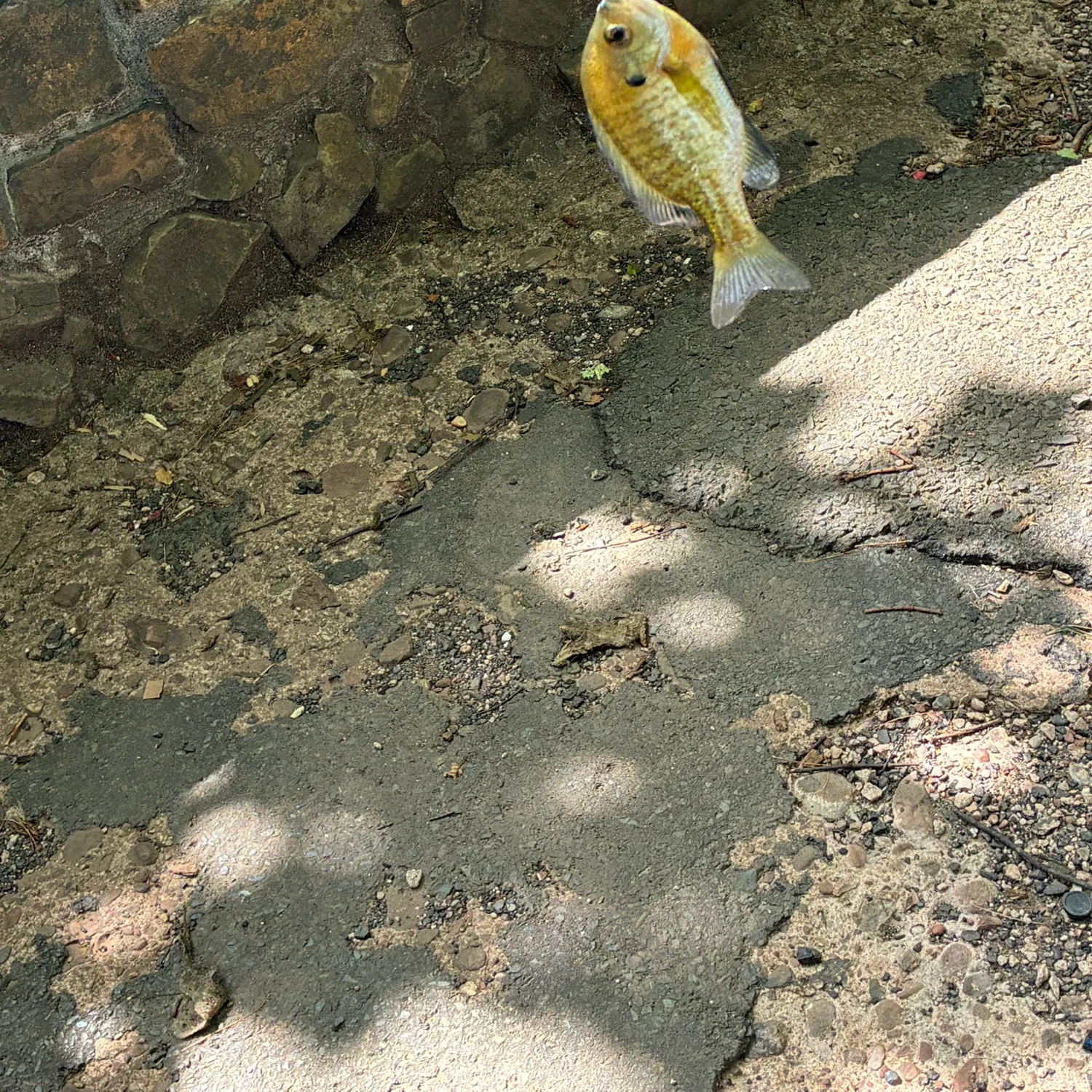 Bluegill caught on Fishbrain