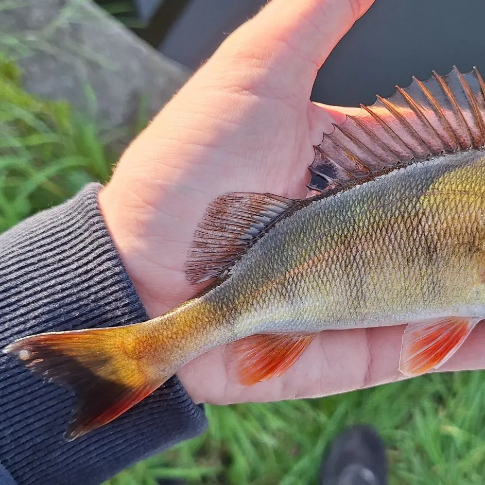 European perch caught on Fishbrain