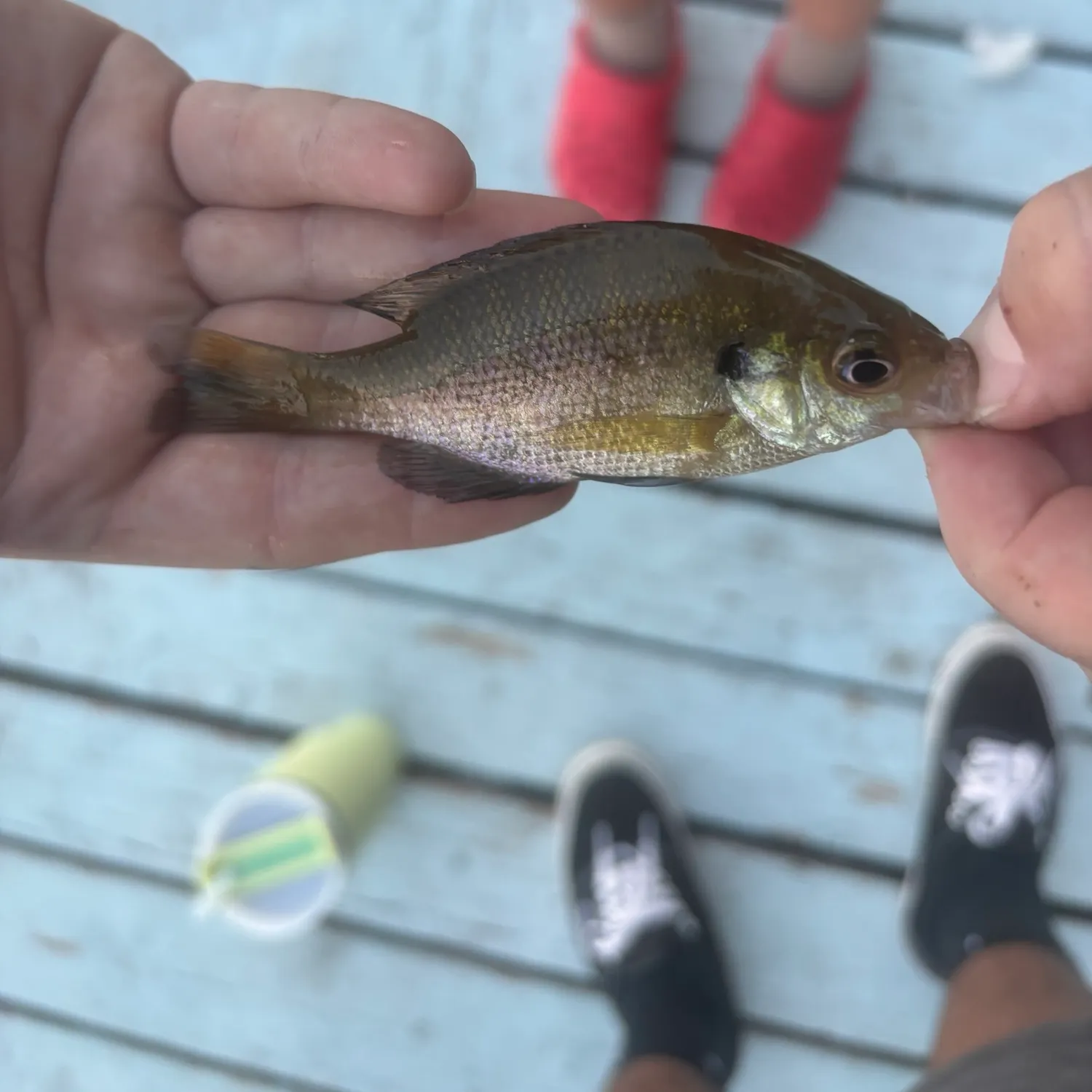 Bluegill caught on Fishbrain
